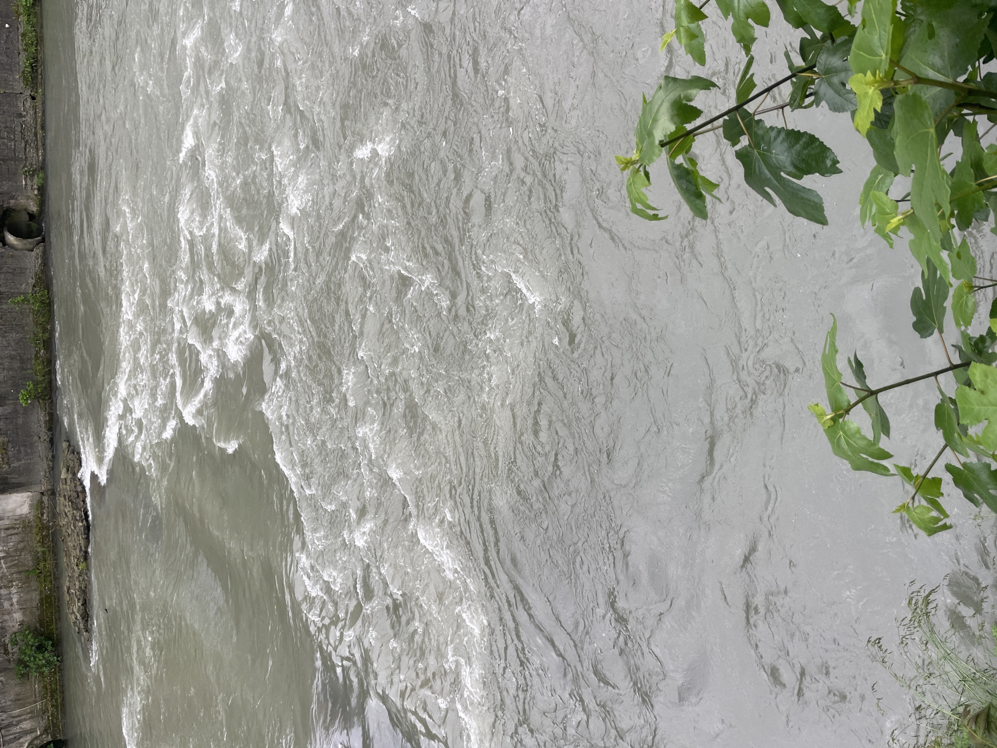 The image shows a river with turbulent water, likely a river or stream, with a concrete bank and vegetation on either side. In the upper right corner are green leaves of a tree branch. The river's water is a grayish-white color, indicating it could be a glacial river or contain sediment. The bank on the left is reinforced with concrete and has some green moss or small plants growing on it. A drainage pipe outlet can be seen on the concrete bank. The image is of a river in Sochi, Russia.