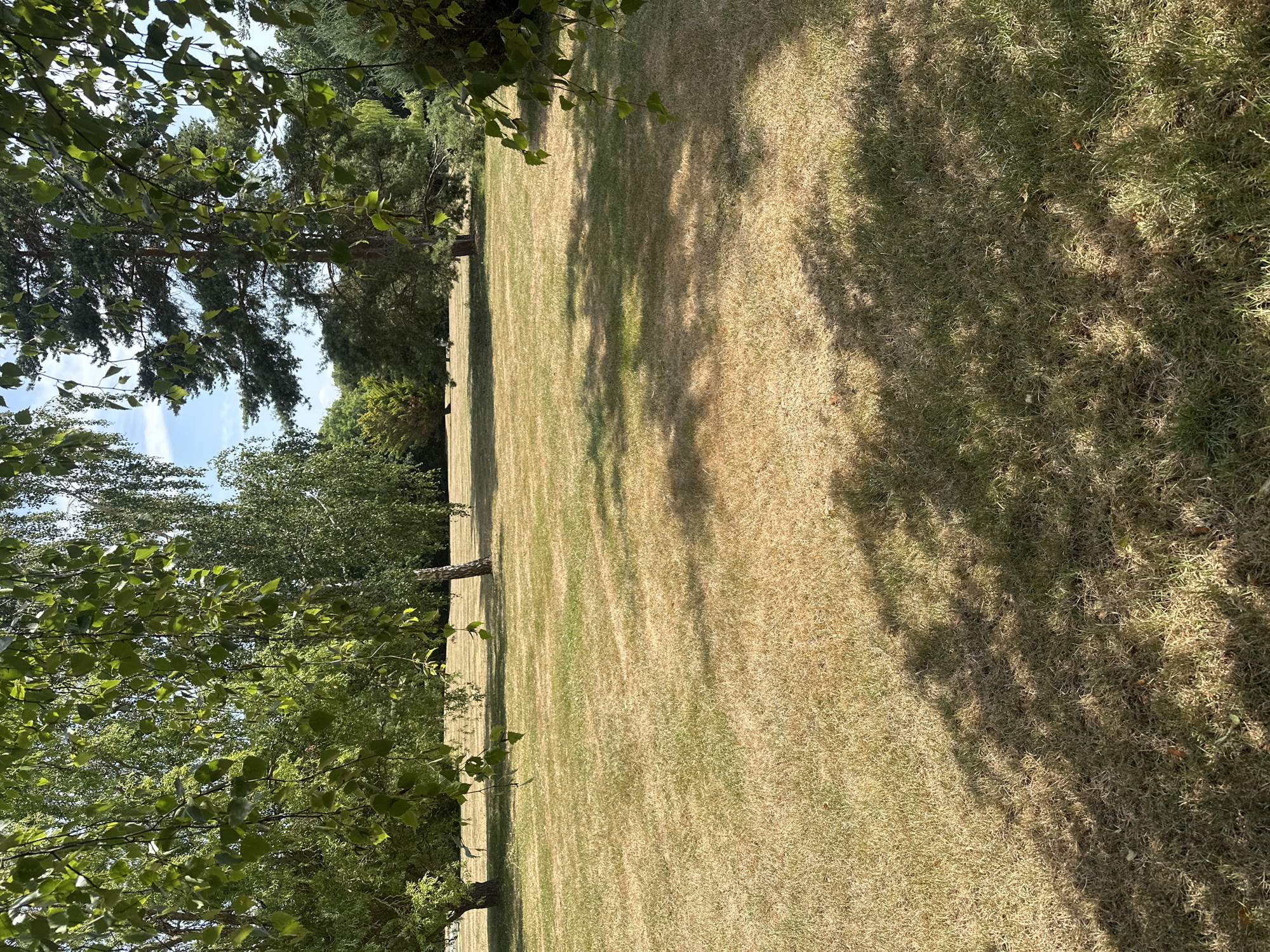 The image depicts a sun-drenched, dry lawn in Epsom and Ewell, United Kingdom, characterized by its parched, yellowed grass. Tall trees, including birch and pine, form a backdrop with their green foliage casting dappled shadows across the lawn. The sky is a clear blue with sparse white clouds. The scene is devoid of any visible people or activity, suggesting a peaceful, natural setting. The foreground is dominated by the dry grass, with hints of green interspersed, indicating areas that may have received more shade or water. The overall impression is one of a warm, summer day in a well-maintained park or garden.