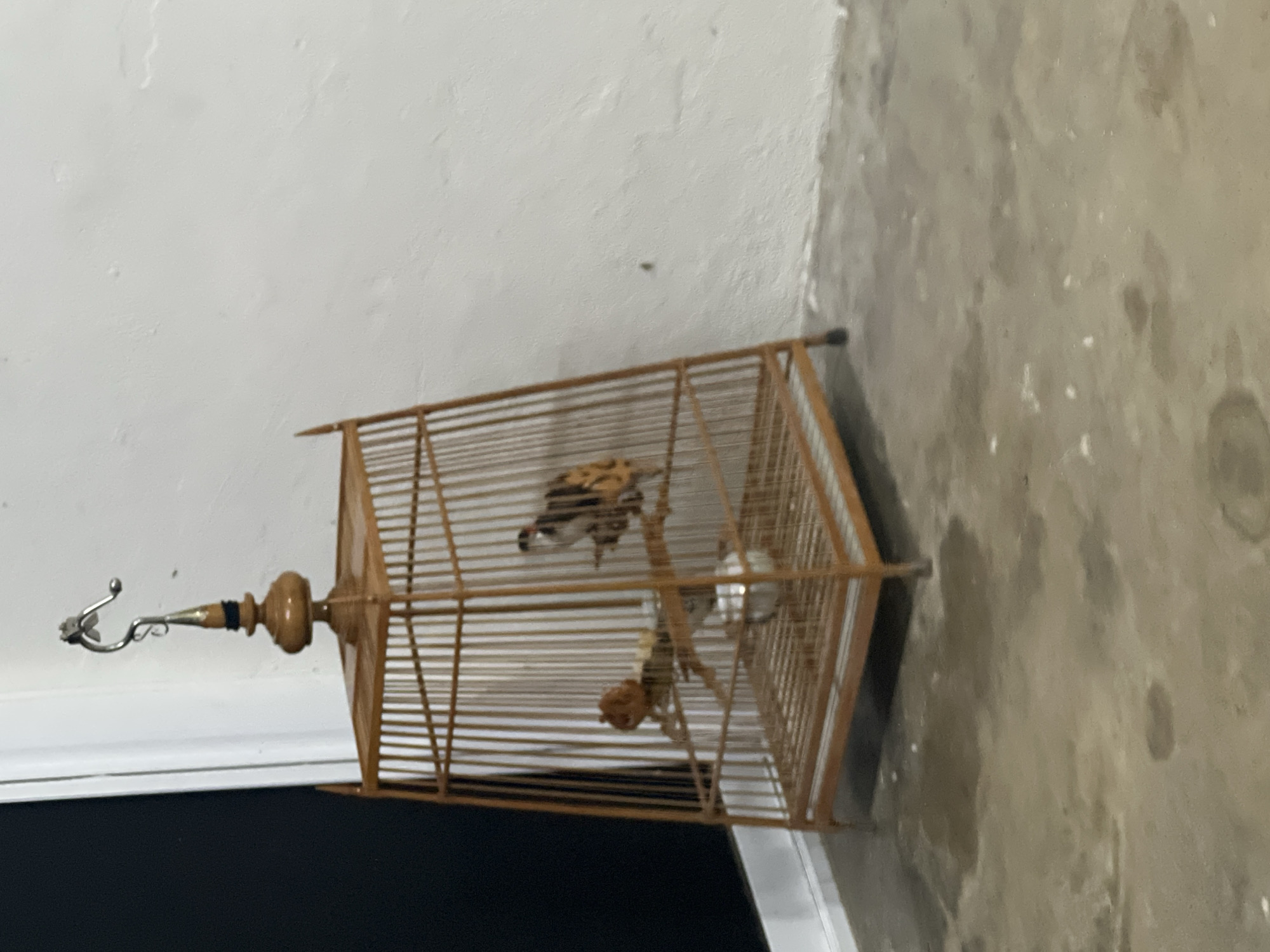 A small, wooden birdcage hangs from a hook attached to a white wall. Inside the cage, a bird with black, white, and yellow markings perches on a wooden branch. Another object, possibly a small toy or decoration, is also visible on the branch. The cage has a decorative finial at the top. The floor beneath the cage is a concrete surface with several dark, wet-looking patches. A dark, vertical surface, likely a door or wall, is visible to the left of the cage. The overall setting appears to be an indoor or sheltered outdoor area, possibly in Thung Tako, Thailand.