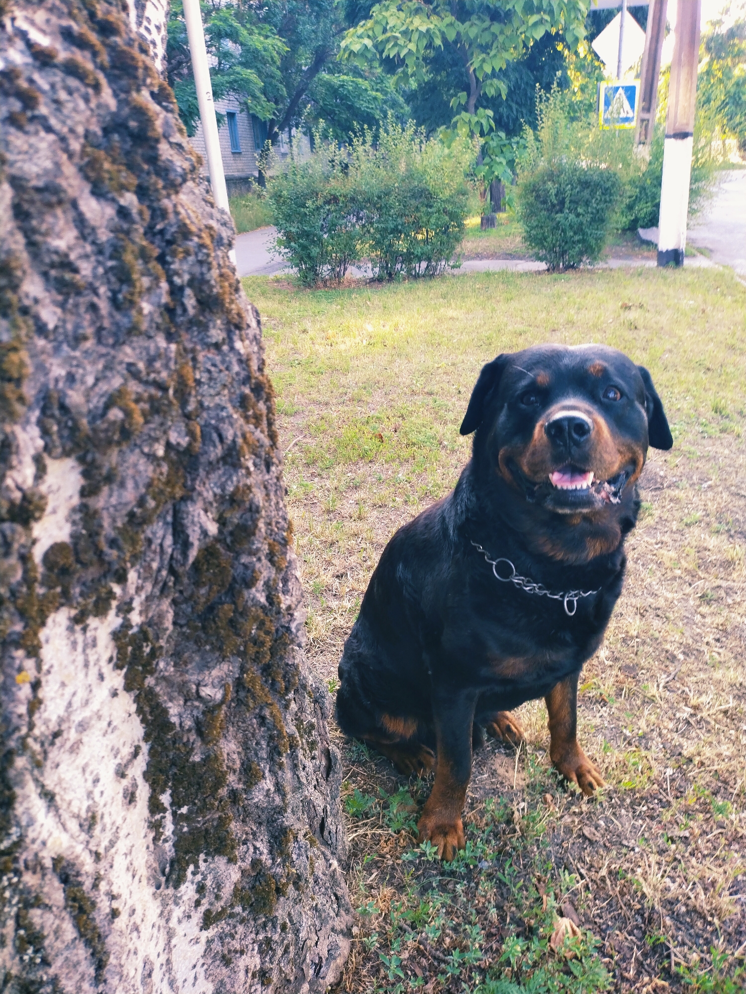 A Rottweiler dog is sitting on the grass next to a tree in the city of Horishni Plavni, Ukraine. The dog is wearing a silver chain collar. In the background, there are bushes, trees, a building, and a street sign. The sun is setting, casting a warm glow on the scene.