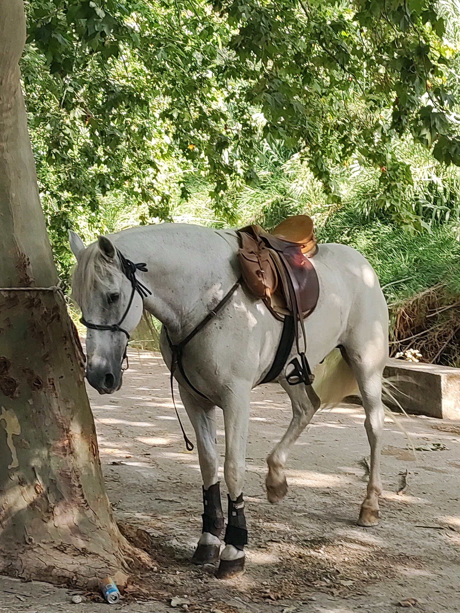 A white horse with a brown saddle is standing next to a large tree. The horse is wearing a bridle and leg wraps. The ground is dirt and there are fallen leaves. In the background, there are green trees and foliage. A discarded can is on the ground near the base of the tree. The scene appears to be an outdoor area, possibly a park or stable, in Suera, Spain.