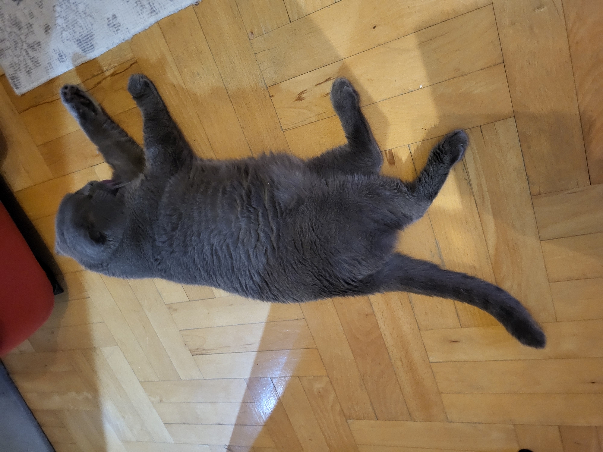 A grey cat is lying on a wooden floor. The cat is in the center of the image and is stretched out on its back with its legs in the air. The cat's fur is short and dense. The floor is made of light-colored wooden planks laid in a herringbone pattern. There is a white rug at the top left of the image and a red object, possibly a piece of furniture, on the left side of the image. The lighting in the room appears to be natural, with a shadow cast by an unseen object on the floor. The scene suggests a relaxed and comfortable setting, likely indoors.