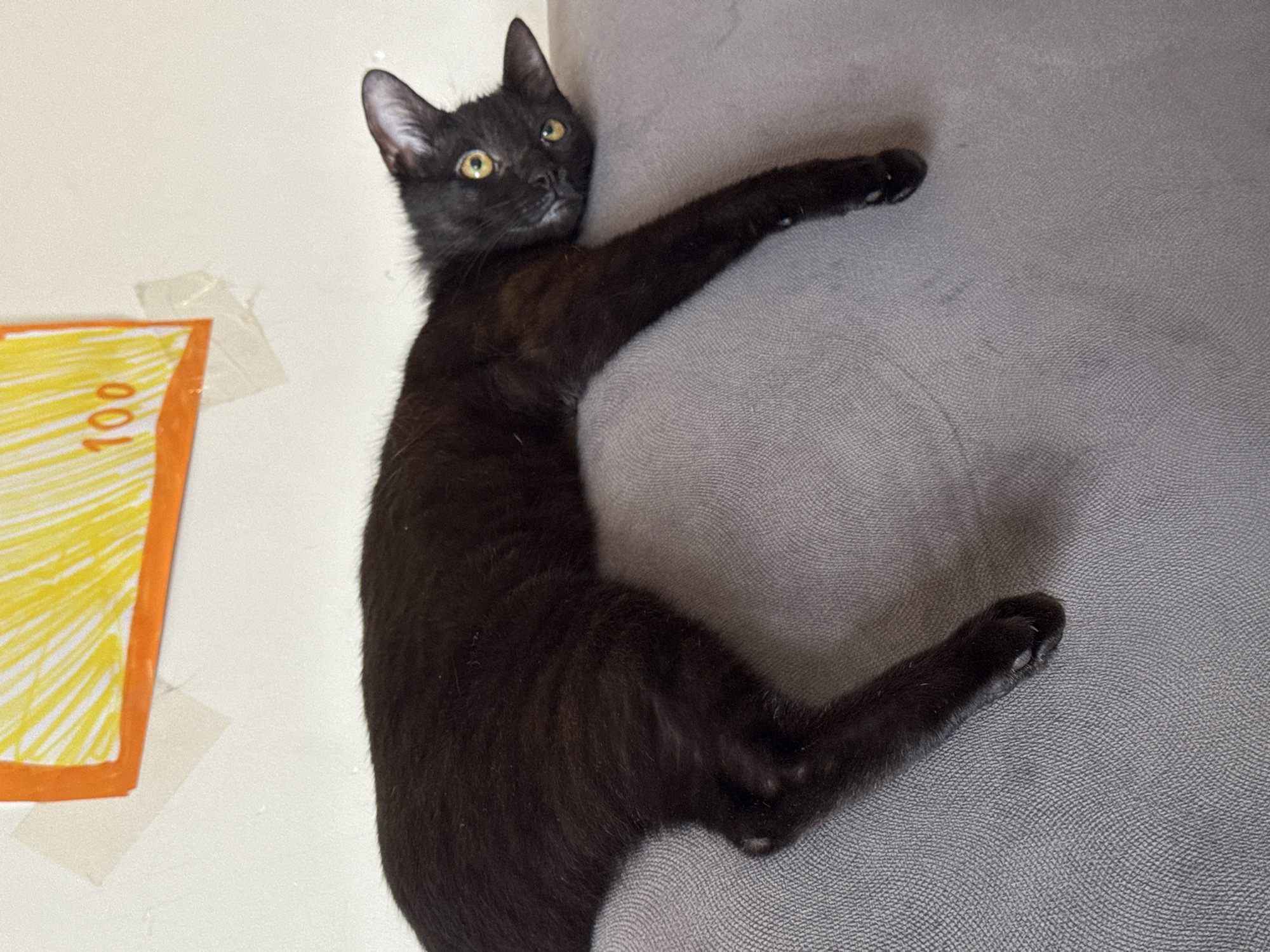 A black cat is lying on a gray textured surface. The cat's head is near a white wall with a framed yellow and orange picture taped to it. One of the cat's paws extends towards the gray surface. The location cannot be determined.