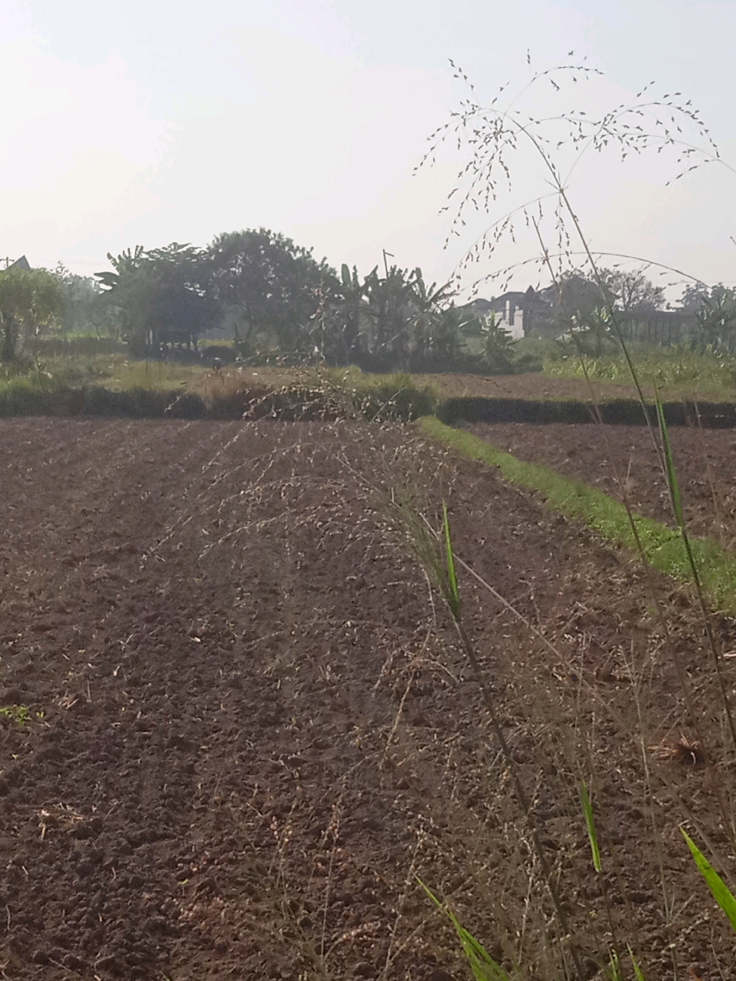 A vertical, eye-level, outdoor shot shows a ploughed field in an agricultural setting. The sky is bright and hazy, with no visible clouds. In the foreground, the dark brown earth is tilled, with some dry grass and weeds scattered across it. To the right, tall, wispy grass with delicate seed heads is in sharp focus, extending from the bottom edge of the frame upwards. In the middle ground, a narrow, bright green strip of vegetation runs diagonally across the ploughed field. Beyond this, a line of trees, some with broad leaves and others with feathery foliage, forms a natural boundary. In the background, several buildings with white walls and dark roofs are visible amongst the trees, suggesting a rural residential area. The overall atmosphere is serene and natural, with a hint of human habitation in the distance. The scene is captured on a clear, bright day, possibly in the morning or late afternoon, given the soft lighting.