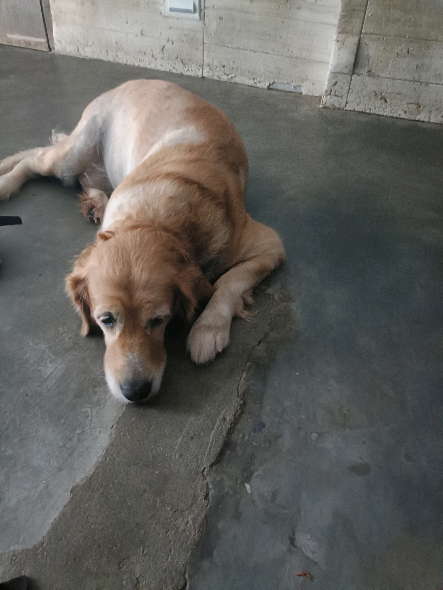 A light brown Golden Retriever is lying on a concrete floor with its head resting on the ground. The dog has short-trimmed fur on its back and hindquarters, with longer fur on its head and chest. Its eyes are partially closed, and its mouth is slightly open, with its tongue visible. The dog appears to be relaxed or possibly tired. The environment is a bare room with rough concrete walls and floor. There is a doorway visible in the background to the left, and a section of wall with textured concrete blocks to the right. The lighting suggests an indoor setting, possibly a garage or an unfinished building. There are no people or other animals visible in the image. This scene is likely in Mohanlalganj, India, given the prompt's context, but there are no specific visual cues within the image to confirm this location.