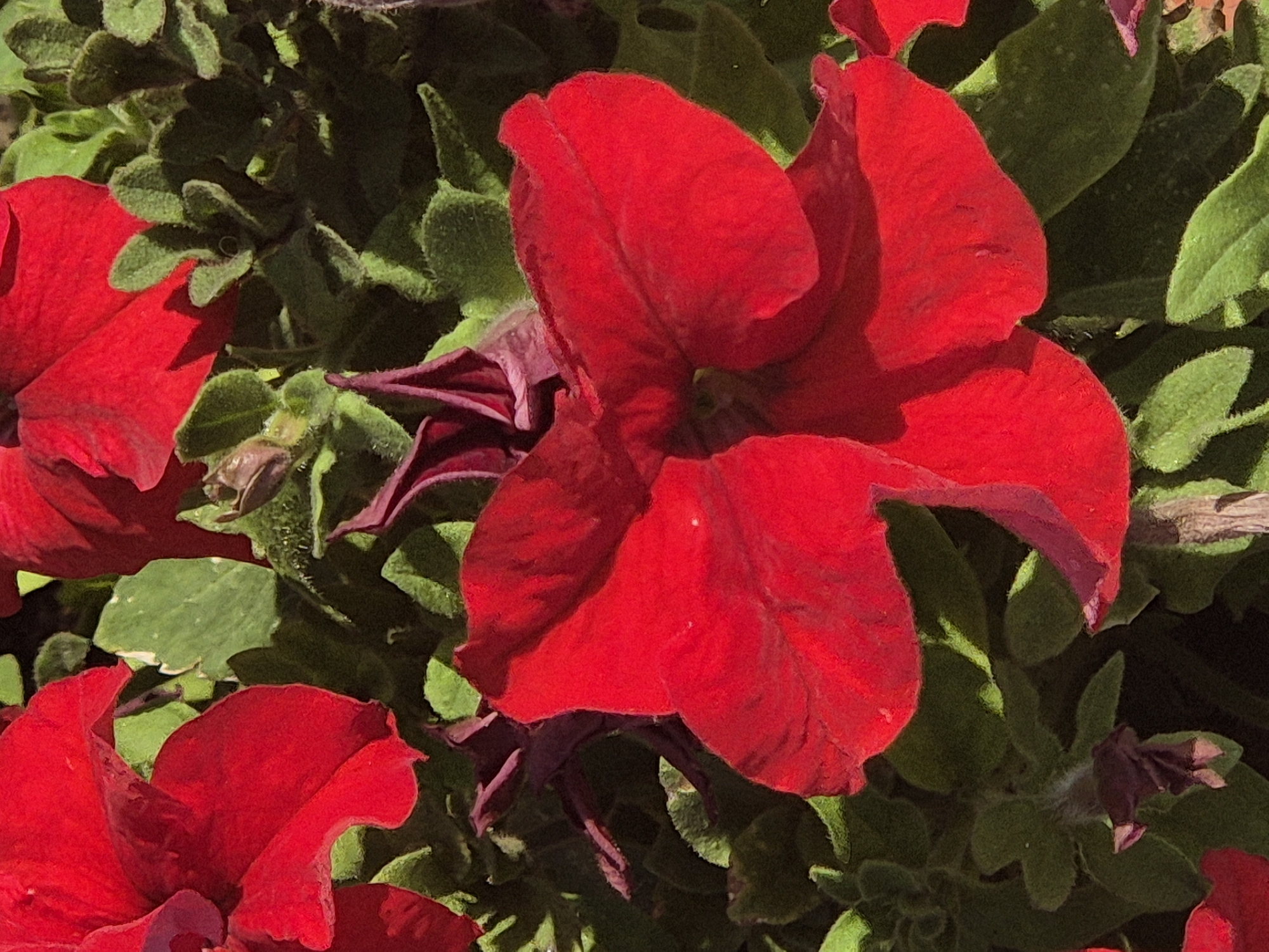 The image is a close-up, overhead shot of vibrant red petunias with green foliage. The flowers are in various stages of bloom, with some petals slightly curled and others fully open. The lighting suggests it is daytime, with shadows cast by the petals onto the leaves. The image is cropped tightly, showing only the flowers and leaves, with no background or environmental context beyond the plants themselves. The location in the city of Новоишимское, Kazakhstan is not discernible from the visual information provided in the image.