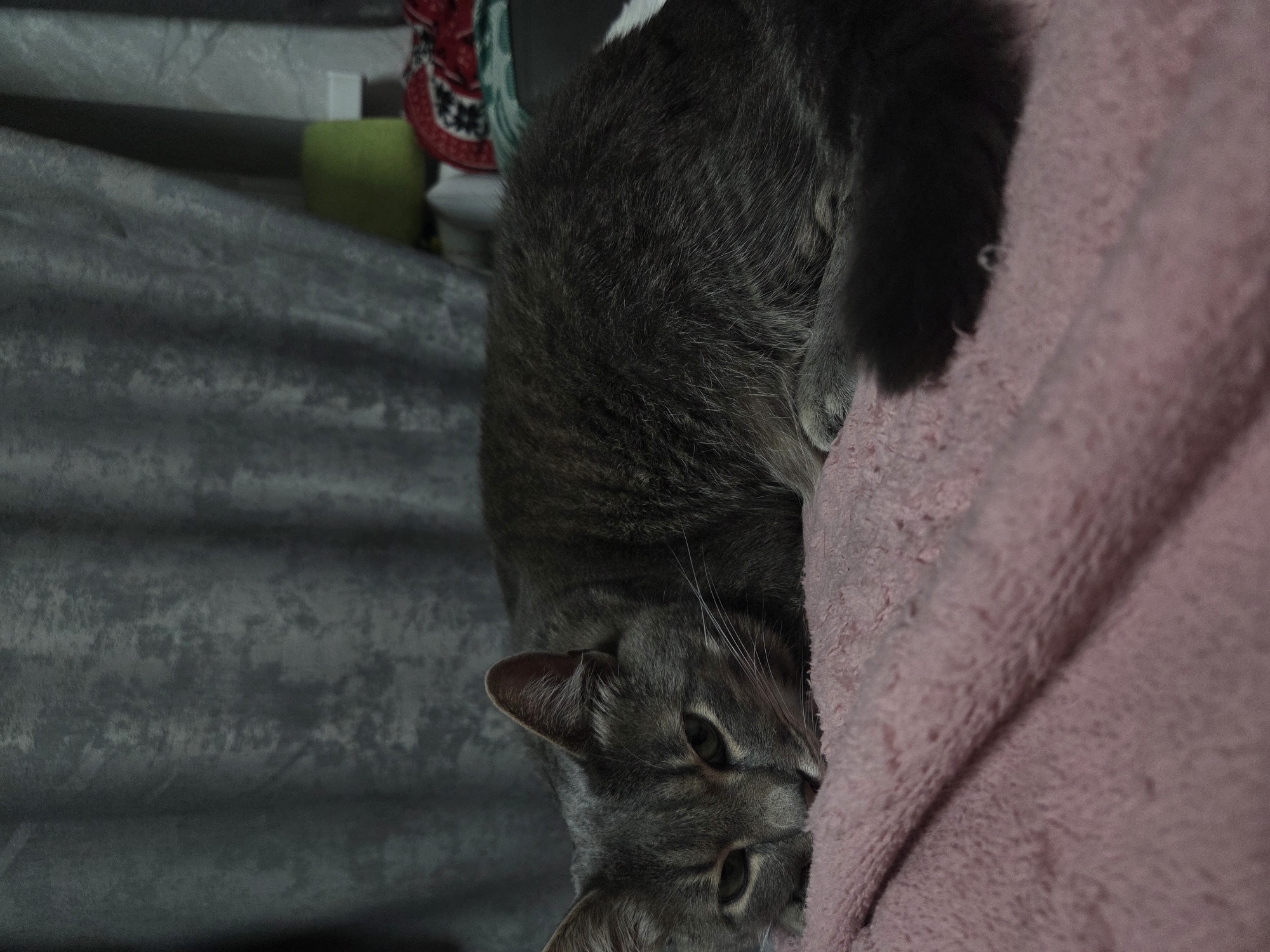 A gray tabby domestic cat is depicted lying on a textured, light pink blanket, facing slightly towards the viewer with its head resting on the blanket. Its eyes are partially closed, indicating a relaxed or sleepy state. The cat's fur is predominantly gray with subtle darker tabby stripes visible, particularly on its face and legs, and it has long white whiskers. Its body extends towards the right of the frame, with its tail partially visible. In the background, a pair of textured, possibly velvet, gray curtains are draped, covering most of the upper half of the image. To the right of the curtains, a portion of a room is visible, featuring a bright lime-green cylindrical object (possibly a cup or small pot), a small white rectangular object (potentially a shelf or electrical outlet), and a folded piece of red fabric with a white and black pattern. The scene is dimly lit, suggesting an indoor setting in Unknown, Unknown.