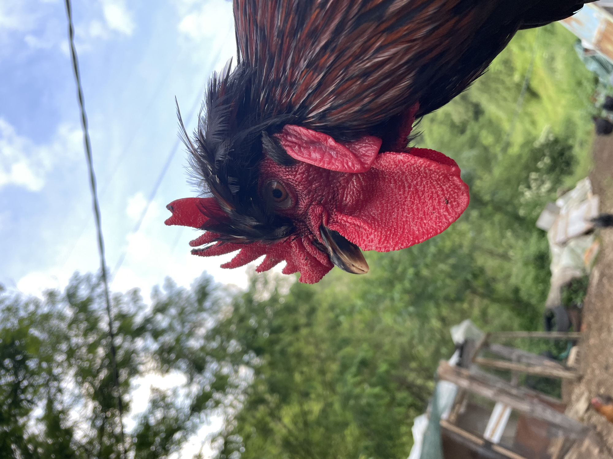 A vibrant, close-up photograph captures the head of a rooster from a low-angle perspective. The rooster's head, with its rich black and iridescent brown-orange neck feathers, is prominently featured, appearing to look slightly downwards or attentively. Its most striking features are the large, textured, and intensely red comb and wattles. One dark eye, with a discernible pupil, is clearly visible, conveying focus. A portion of the rooster's beak can also be seen.
The background consists of a bright, light blue sky with scattered white clouds, indicating a clear, daytime setting. A thin, indistinct wire or cable runs vertically through the upper left side of the sky. Below and behind the rooster, blurred green foliage from trees suggests an outdoor, natural environment. To the right and lower in the background, vague, rustic wooden structures or enclosures are faintly visible, hinting at a farm or backyard setting. The overall composition creates a detailed portrait of the bird, captured from an upward gaze. No text is visible in the image. This scene is located in Zlatograd, Bulgaria.