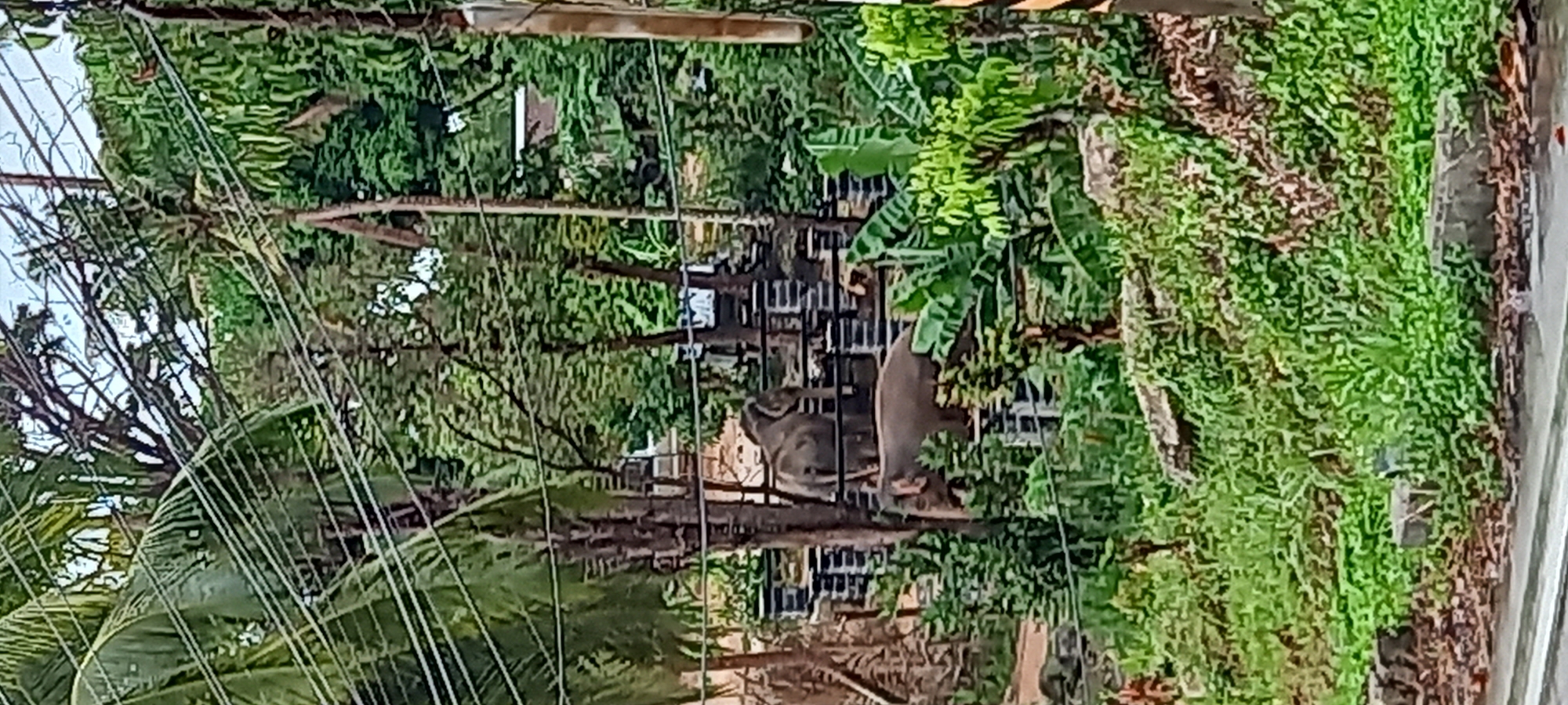The image shows two monkeys in Moo 2, Thailand, situated amidst dense green vegetation and a metallic fence-like structure. One monkey is standing and the other one sits on a tree branch. Power lines are visible in the foreground, adding to the cluttered appearance of the scene.