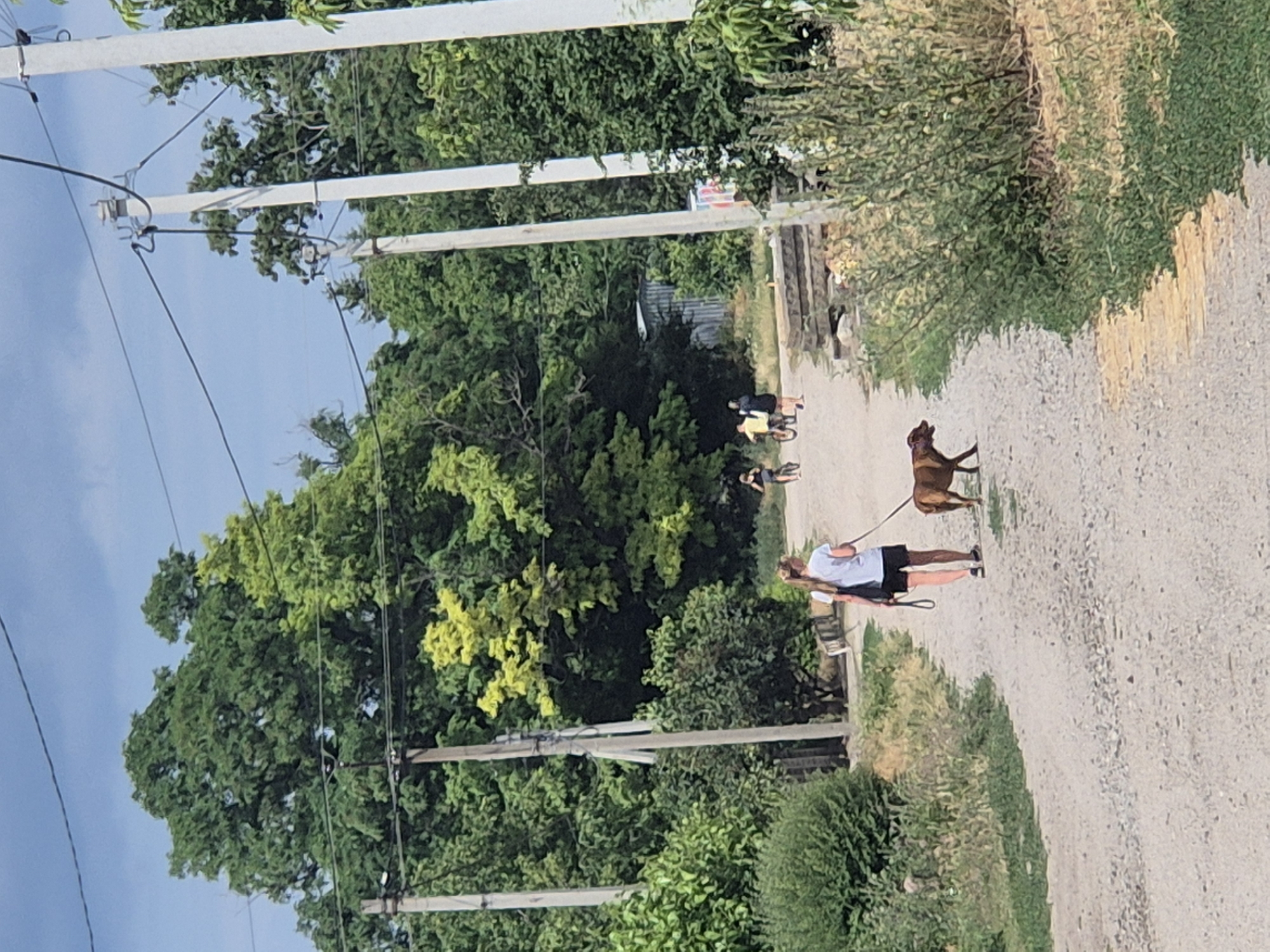 A young woman with blonde hair tied in a ponytail, wearing a white t-shirt and black shorts, is walking a brown dog on a leash down a dirt road in Sozonivka, Ukraine. The dog appears to be a pitbull mix. In the background, several people are riding bicycles and walking, and there are power lines supported by concrete poles. Lush green trees and foliage line the road, and a cloudy sky is visible above. A corrugated metal structure is visible further down the road, along with some building materials.