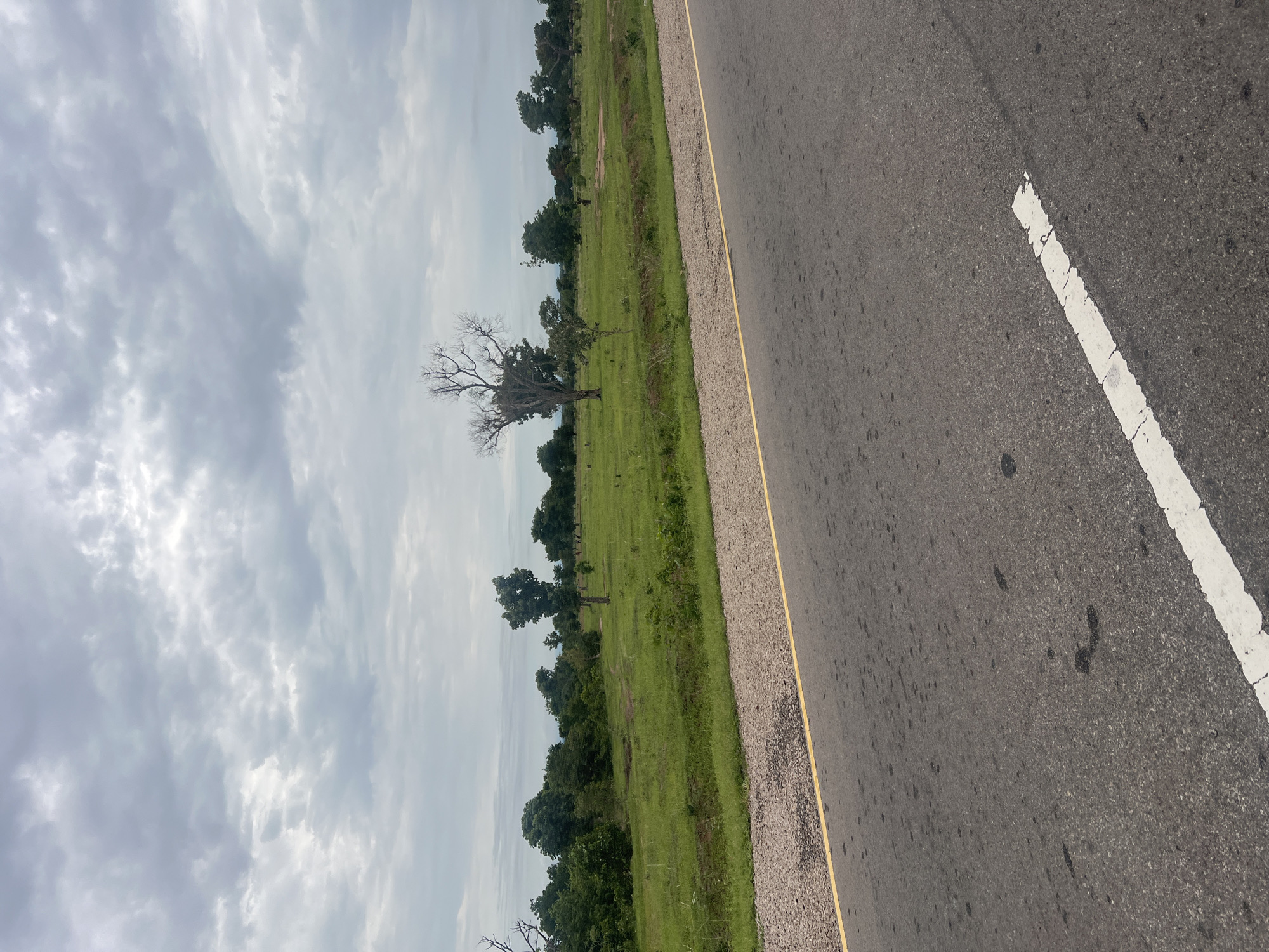 The image captures a wide, grey, asphalt road with a yellow line marking its edge and a broken white line on the surface, suggesting it is a rural road in Minda, Nigeria. Beyond the road lies a vast expanse of bright green grass, dotted with numerous trees of varying sizes and foliage density. One particularly striking feature is a large, bare tree with intricate branches standing prominently in the middle ground. In the distance, several small figures are visible, suggesting human presence in the landscape. The sky is overcast with grey clouds, contributing to a muted, natural lighting across the scene. The overall environment appears to be a natural, open landscape, likely on the outskirts of Minda.