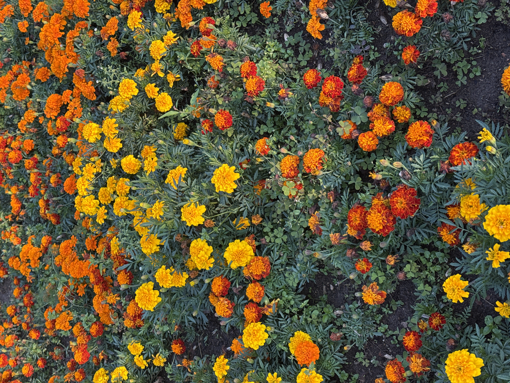 The image displays a densely planted flowerbed filled with marigolds. The flowers exhibit a variety of colors, predominantly shades of yellow and orange, with some appearing to have red or deep orange hues. They are arranged in clusters, interspersed with their green, feathery foliage. The ground beneath the flowers is dark soil, with some patches of clover visible. The scene is well-lit, suggesting it was taken during daylight hours. There are no people or animals present in the image. The setting appears to be an outdoor area, likely a garden or park. Given the information that the location is Sovkhoza imeni Lenina, Russia, this scene depicts a common horticultural feature found in such urban or suburban environments.