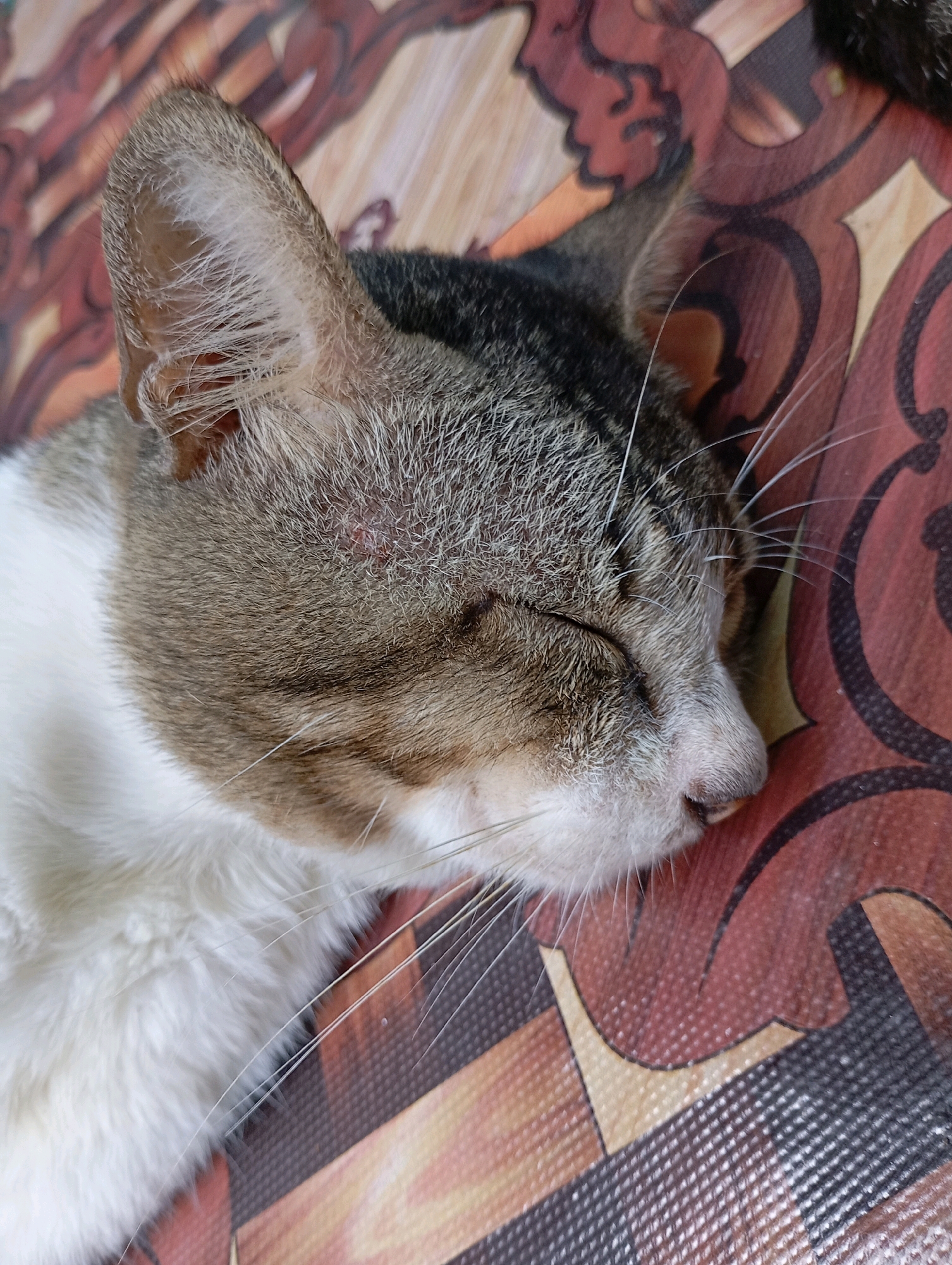 The image is a close-up, overhead shot of a sleeping tabby and white cat. The cat is lying on its side on a patterned surface that appears to be a mat or a tablecloth with swirling, abstract designs in shades of brown and orange. The cat's eyes are closed, and its head is resting on the patterned surface. Its fur is visible in detail, showing the mix of white and tabby markings, as well as its whiskers. The background is out of focus but continues the patterned surface. There is no specific indication of its location within Balikpapan, Indonesia, beyond the fact that it is a domestic scene.