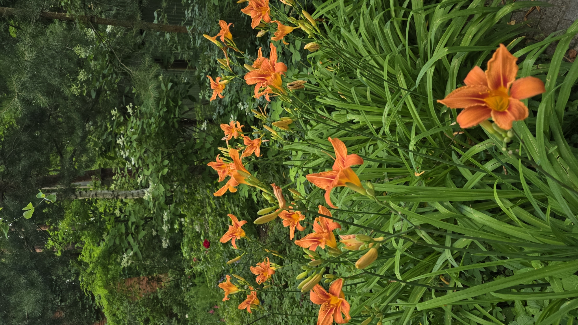 In Il’inskiy, Russia, a vibrant patch of orange daylilies blooms amidst lush green foliage. The flowers, in various stages of bloom, are scattered across the foreground, their bright petals stark against the verdant backdrop. In the background, a dense mix of trees and shrubs creates a natural, wooded environment. The lighting suggests an overcast day, with soft light illuminating the scene.