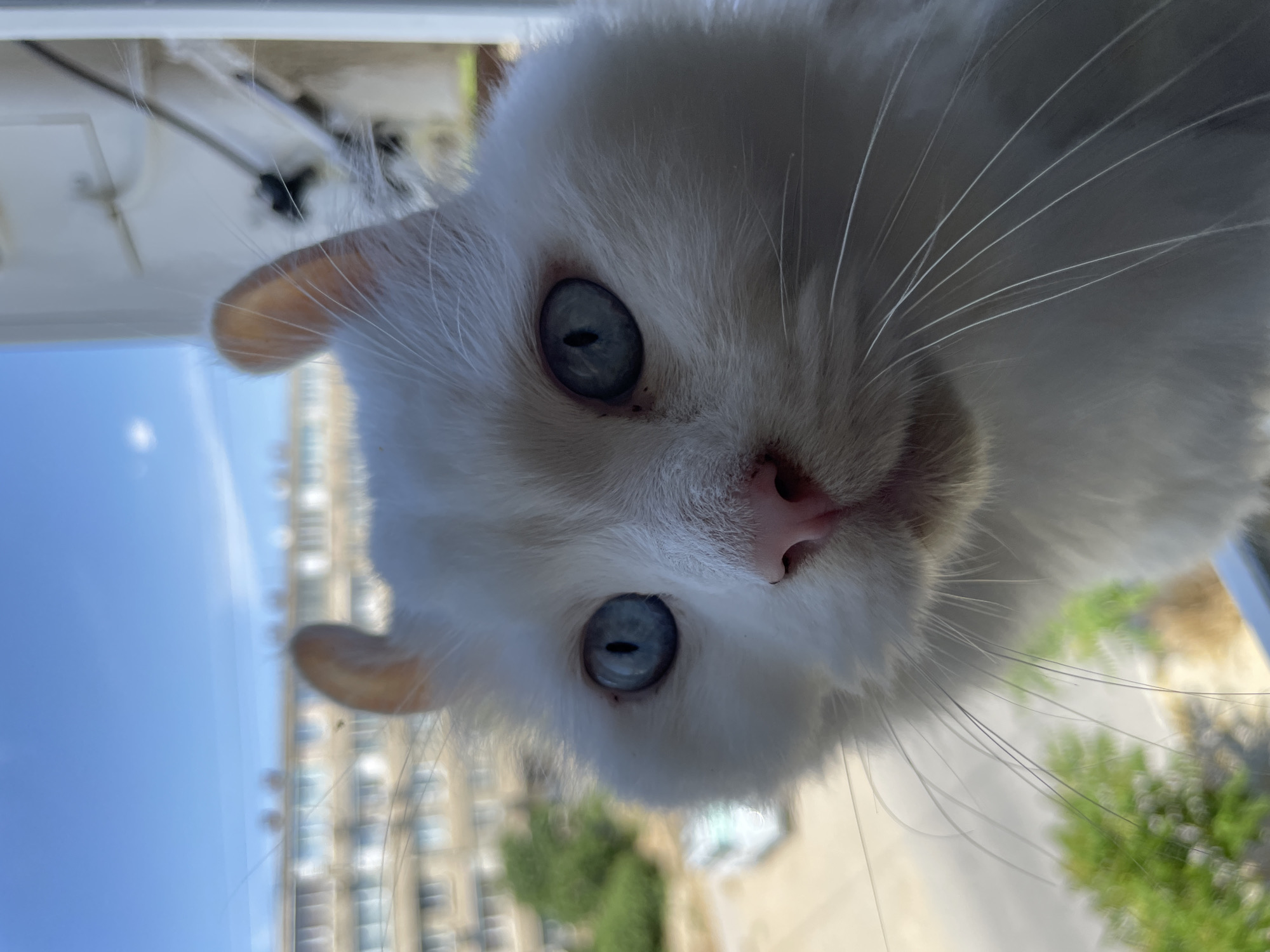 A close-up, eye-level, outdoor shot captures a white cat with striking blue eyes and curled ears, looking directly at the camera. The cat's face is the primary focus, with its pink nose and long white whiskers prominently displayed. In the background, a blurred cityscape with buildings and greenery is visible under a clear blue sky. A faint hint of a street and a vehicle can be observed in the distance, suggesting an urban environment. The image appears to be taken from a window or balcony. The specific location in Aktau, Kazakhstan is not discernible from the visual information provided.