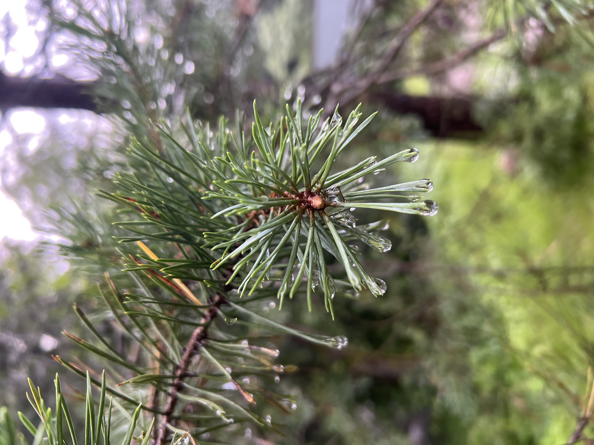 This is a close-up, eye-level, outdoor shot of a pine branch after a rain, with water droplets clinging to its needles. The focus is sharp on the pine needles in the foreground, showcasing intricate details like the tiny red bud at the center and the glistening water droplets. The background is softly blurred, hinting at a natural environment with more pine trees and a body of water, possibly a lake or pond. The overall color palette is dominated by greens and earthy tones, with muted purples and grays in the background, suggesting an overcast or post-rain sky. The scene evokes a sense of tranquility and the raw beauty of nature. This image was taken in the city of Toksovo, Russia.