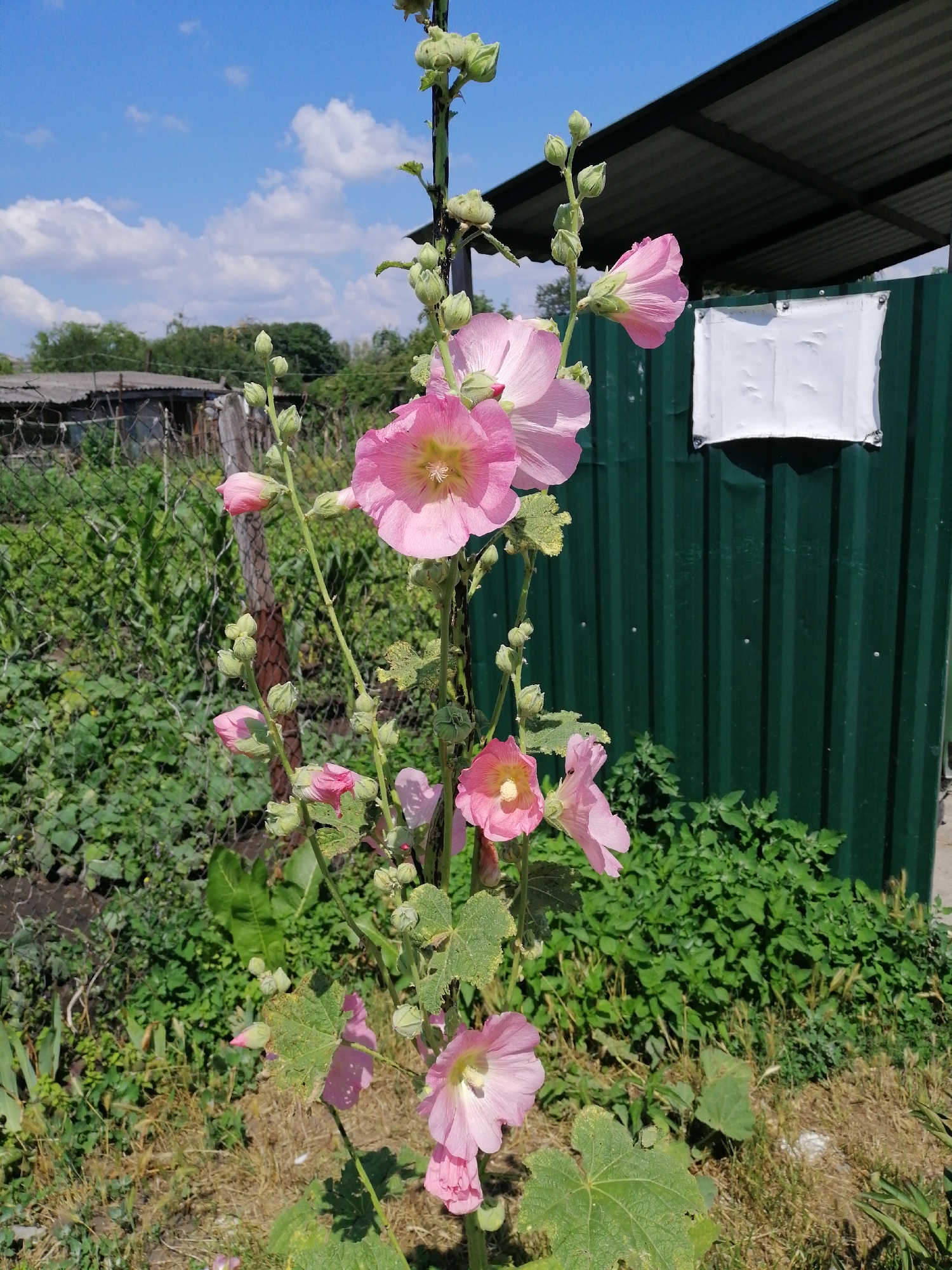 In the city of Lanivtsi, Ukraine, a vibrant tall stalk of pink hollyhock flowers stands prominently in a garden setting. The hollyhock, with its delicate petals and yellow centers, is in full bloom, with several flowers and numerous buds ascending the stem. Behind the flower, a dark green corrugated metal fence runs horizontally, with a white sign attached to it, its content obscured. To the left of the fence, a chain-link fence encloses a section of overgrown green vegetation, suggesting a somewhat untended area. In the distance, a weathered structure with a gray roof is visible, partially obscured by trees. The sky above is a bright blue, dotted with fluffy white clouds. The ground in the foreground is a mix of dry grass and soil, with some weeds. The overall scene depicts a summery day in a rural or semi-rural part of Lanivtsi.