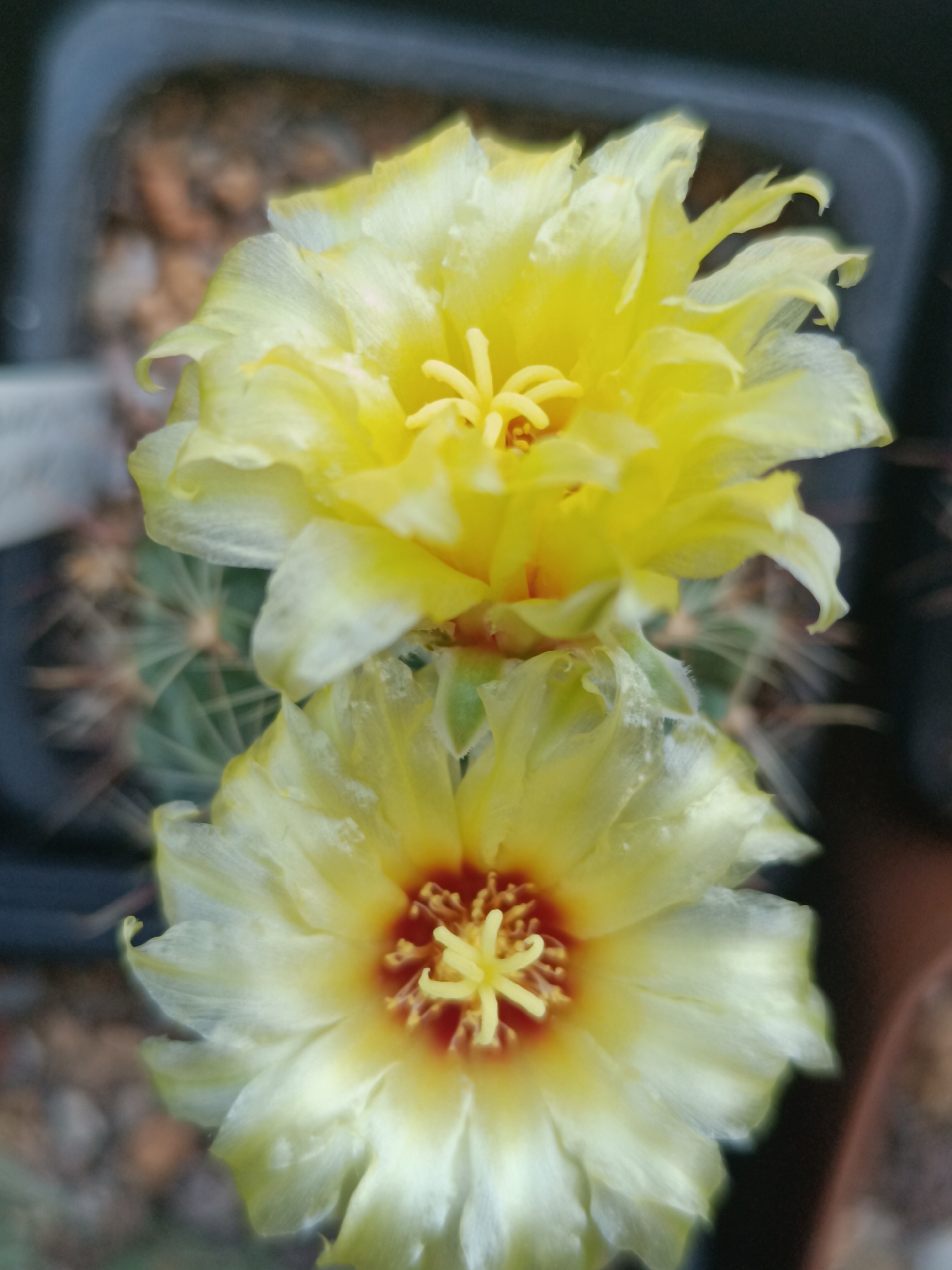 This is a close-up, vertical, eye-level shot of two yellow cactus flowers in bloom, positioned one above the other. The top flower is slightly out of focus, while the bottom flower is in sharper focus and reveals a red-orange center with prominent yellow stamens. The petals of both flowers are delicate and have a translucent quality, with some appearing slightly crinkled or ruffled. Faint green cactus ribs and spines are visible beneath the flowers, suggesting they are attached to a cactus plant. The background is blurred and dark, with hints of potting soil or gravel and a dark container, typical of a greenhouse or indoor plant setting. There is no indication of a specific location in Salihorsk, Belarus, nor are there any people or discernible actions.