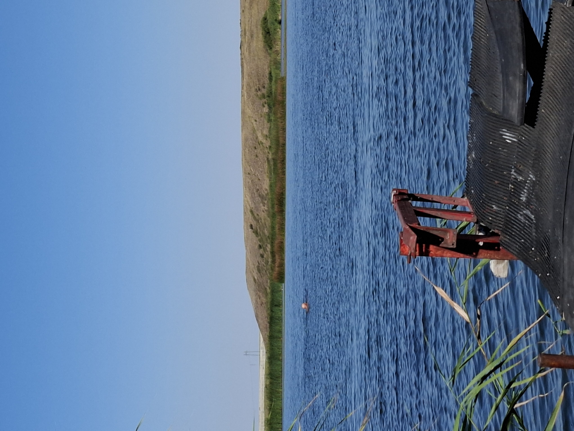 A person swims in a tranquil body of water under a clear blue sky. The person's head and shoulders are visible above the rippling surface of the water, which reflects the sunlight. In the foreground, a weathered red railing and a black, ribbed surface suggest a dock or a similar structure. Lush green reeds and dry stalks of grass border the water's edge, leading to a gently sloping, dry, grassy hill in the background. Power lines and a distant tower are faintly visible on the horizon, partially obscured by the hill. The overall scene depicts a peaceful natural environment on a sunny day.