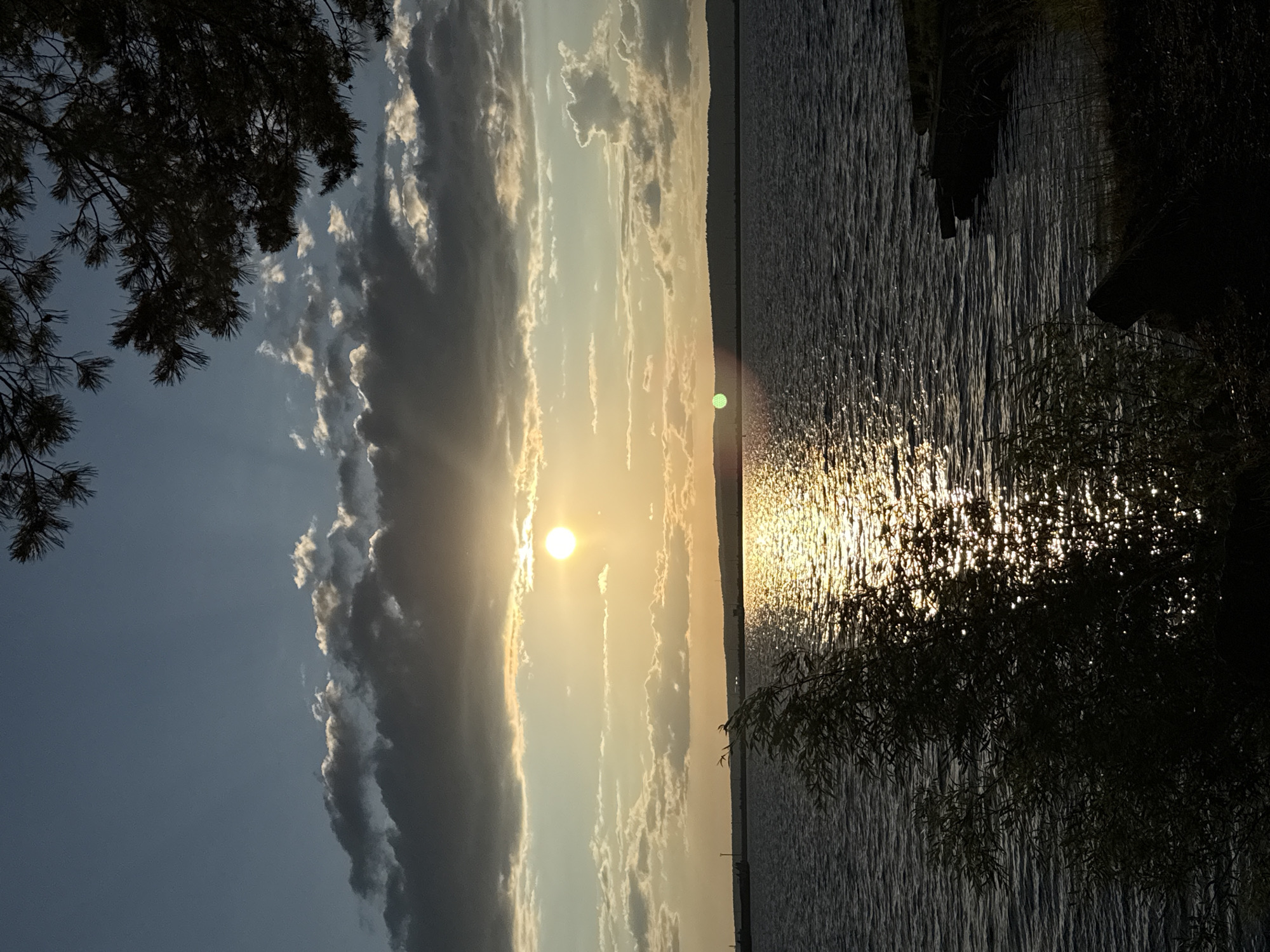 The image depicts a sunset over a body of water, likely the Kama River, in Chaikovsky, Russia. The sun is low on the horizon, casting a golden glow on the water and illuminating scattered clouds in the sky. Silhouetted against the vibrant sky is a distant treeline that forms the horizon. In the foreground, the dark branches of a pine tree frame the upper right corner of the scene. The water's surface is rippled, reflecting the sunlight in a shimmering path that extends towards the viewer. A dark, leafy bush is visible in the lower left corner, also silhouetted against the water. The overall impression is one of a peaceful evening landscape.