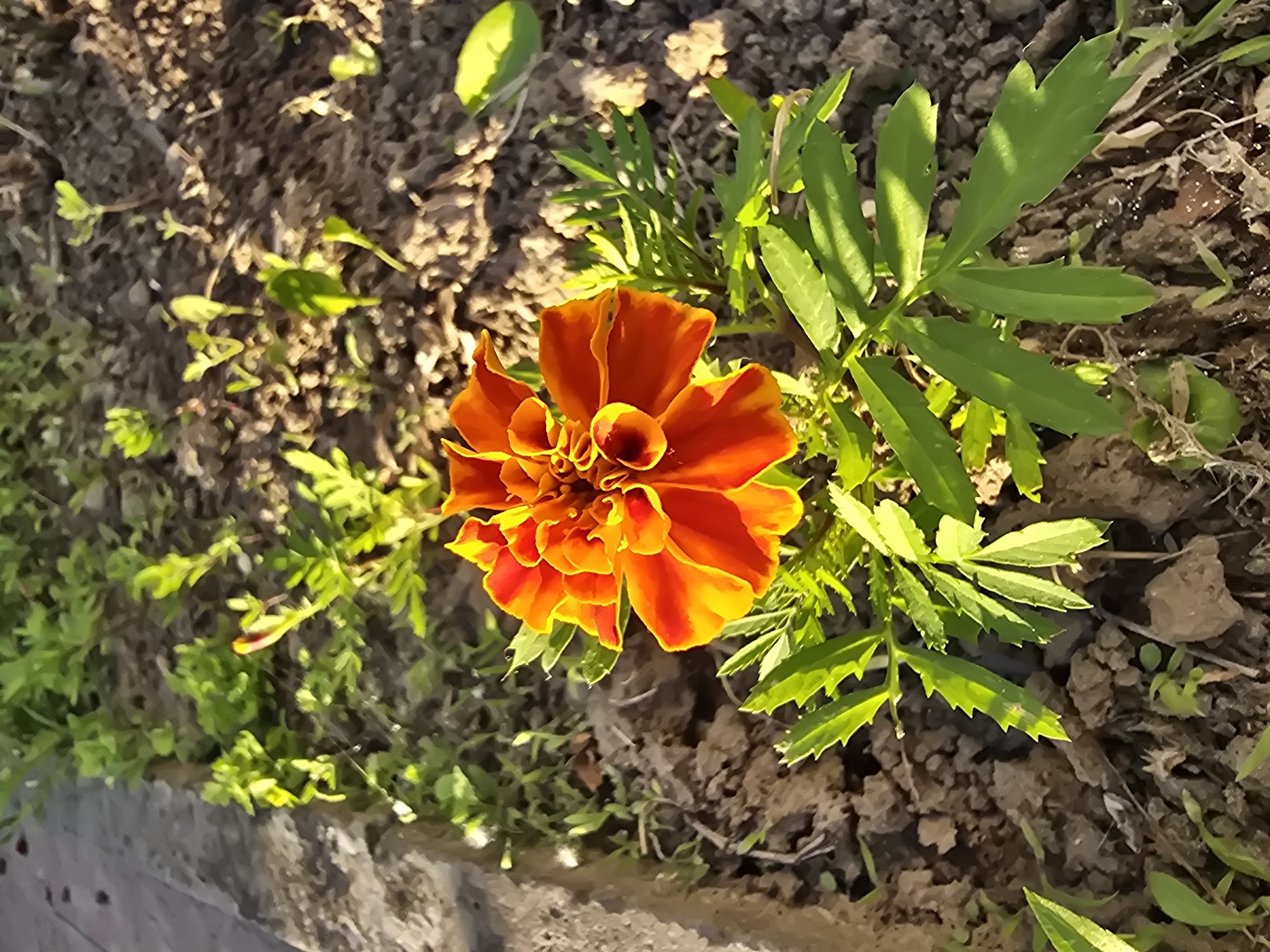 An extreme close-up shot focuses on a single, vibrant marigold flower in full bloom, its petals a gradient of deep orange to bright yellow. The flower is centrally positioned against a backdrop of dark, dry soil interspersed with small green seedlings and foliage. To the left of the flower, a textured gray concrete surface runs along the edge of the frame, partially obscured by green plants. The lighting suggests it is late afternoon, with sunlight casting shadows and highlighting the texture of the soil and the dew drops on the petals. The scene is set outdoors, possibly in a garden or park in Sofiivska Borshchahivka, Ukraine. There are no people visible in the image.