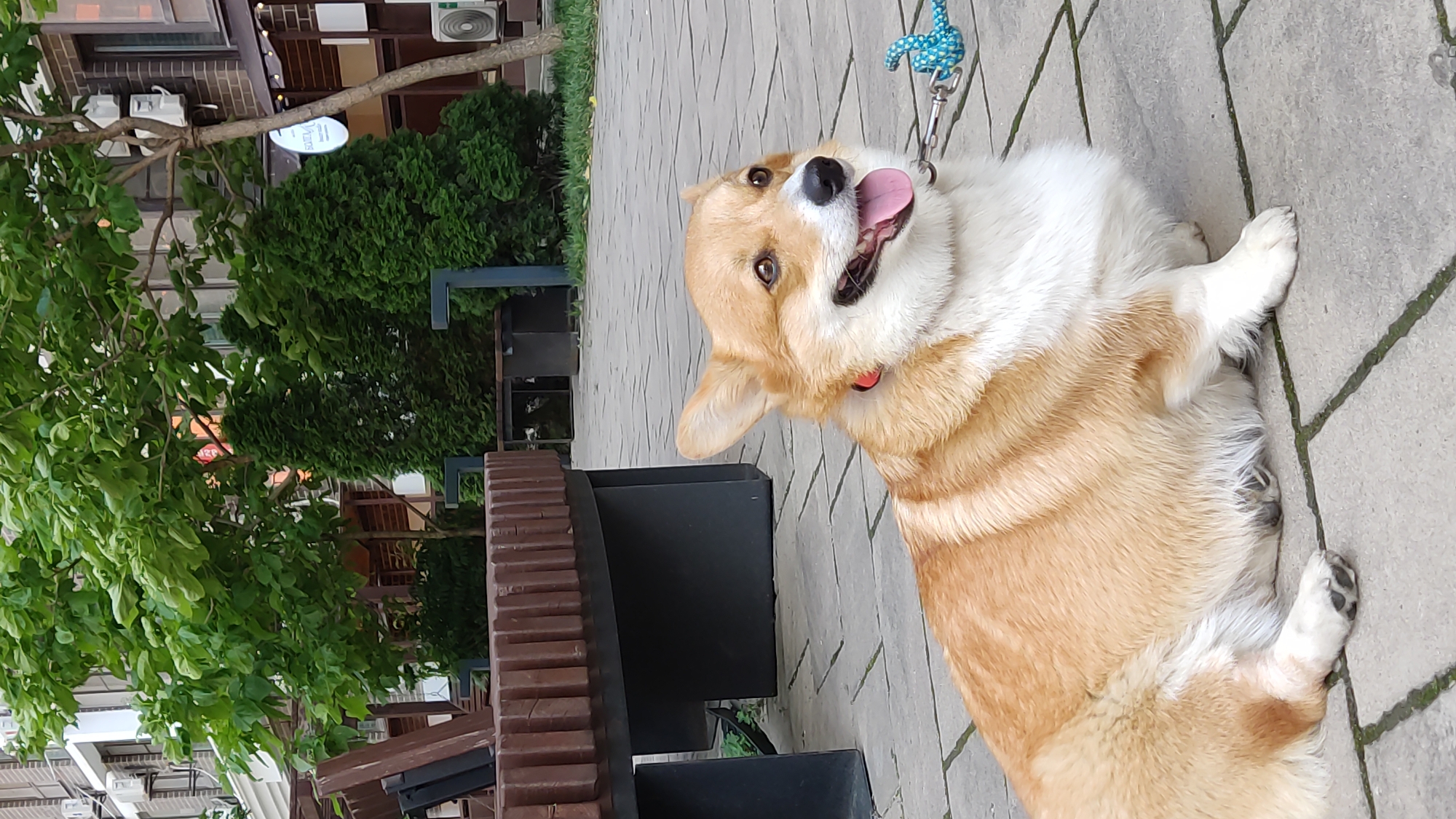 A corgi dog is lying on a paved surface in what appears to be an outdoor seating area of a cafe or restaurant. The dog is light brown and white with a red collar and a blue and white patterned leash. Behind the dog is a wooden bench with a metal frame. Further in the background are trees and buildings. The image does not provide any specific clues to indicate it is located in Krasnodar, Russia.