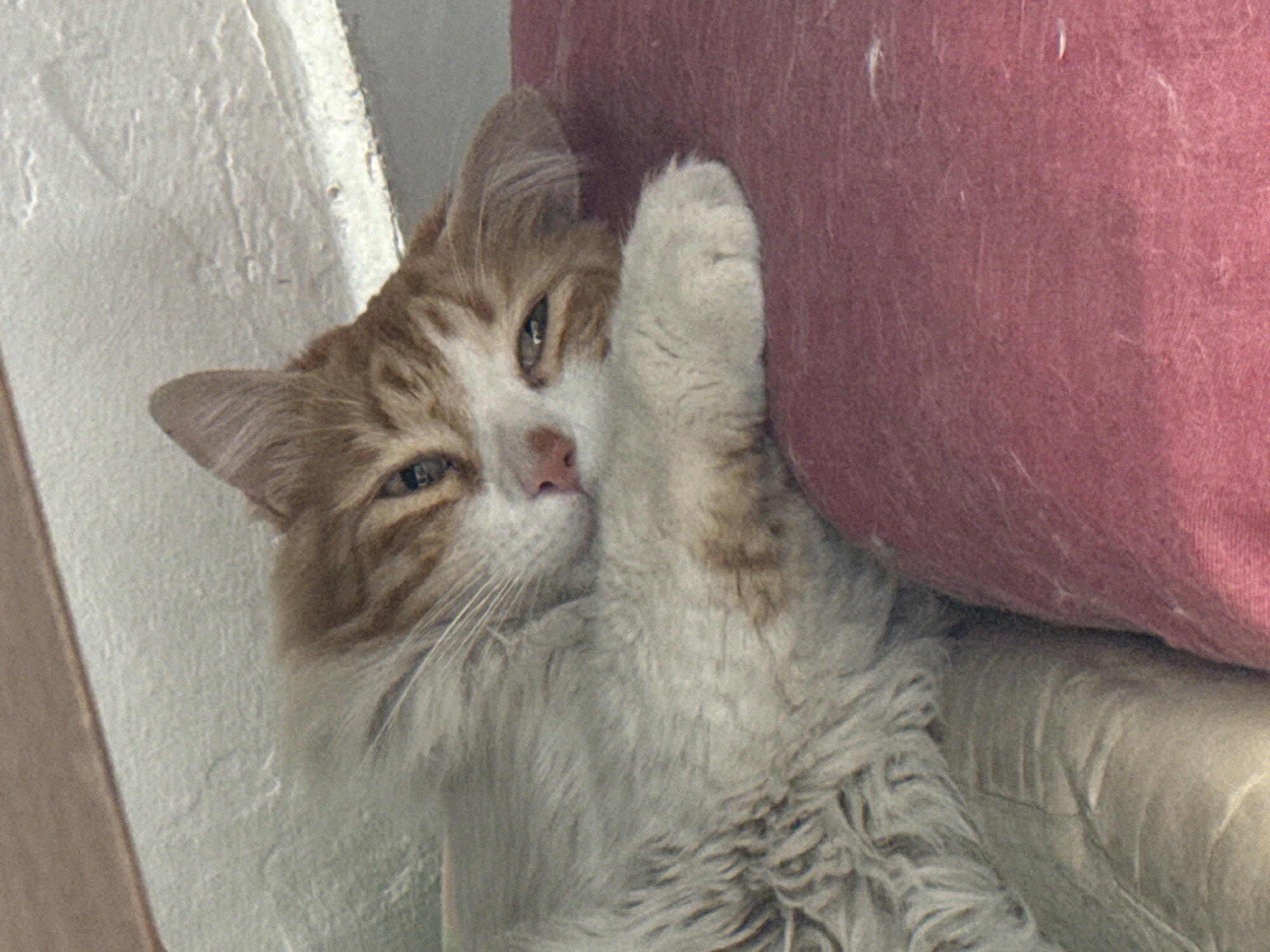 A ginger and white cat is resting its head and paw against a red pillow. The cat is lying on a tan-colored surface. There is a white wall in the background to the left. The location is in Puebla, Mexico.