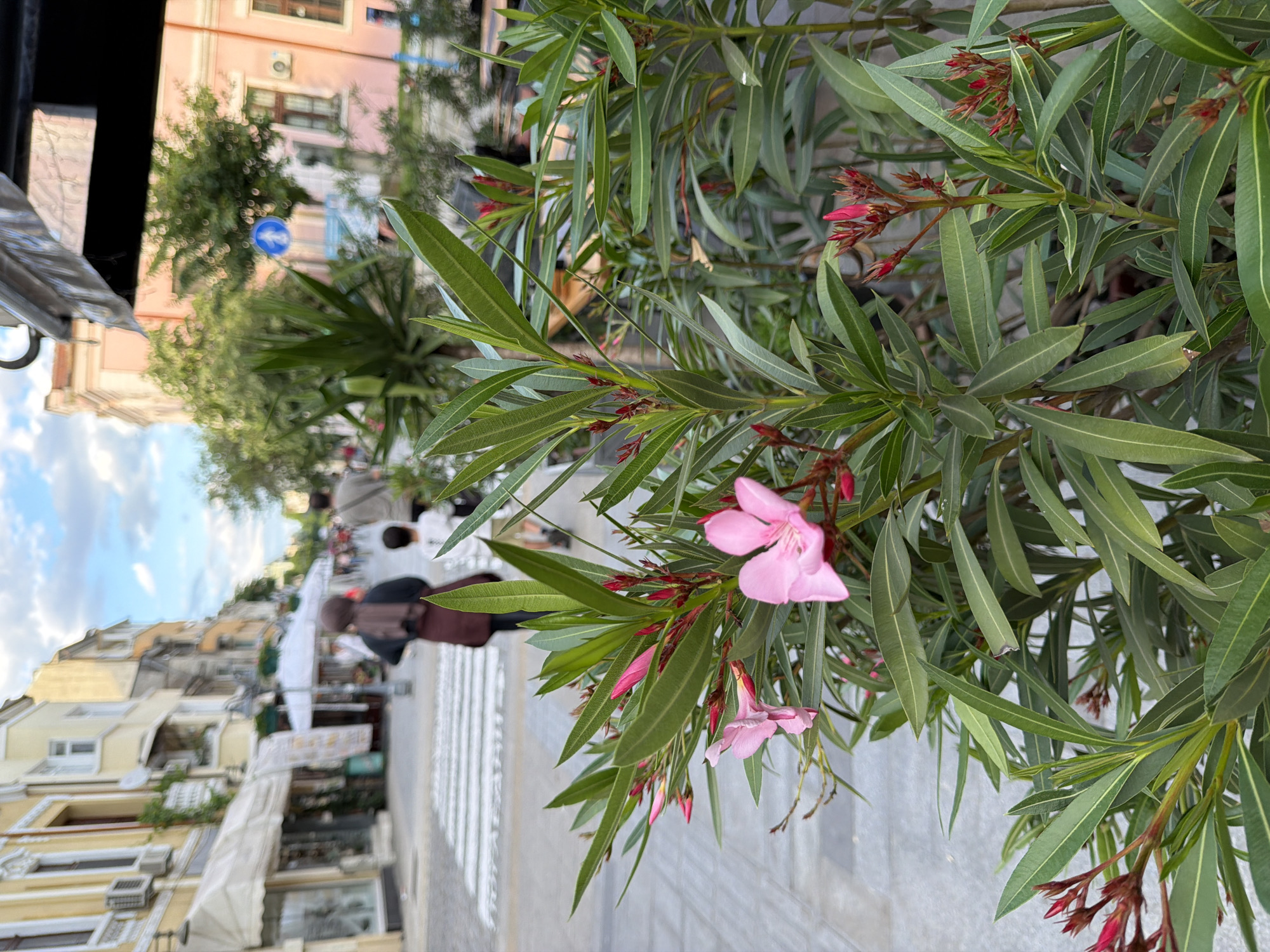 The image shows a street scene in Burgas, Bulgaria, focusing on a pink oleander bush in the foreground. The oleander has green leaves and several pink flowers. The background shows a street with pedestrians crossing a zebra crossing. Buildings line the street, and a blue sign is visible in the distance. The lighting suggests it is daytime. The overall impression is a typical urban scene with vegetation along a city street.