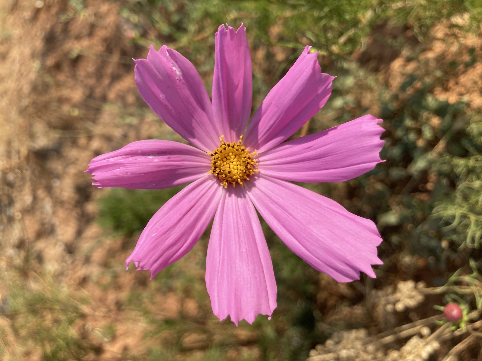 A single, bright pink cosmos flower is the central subject of this close-up outdoor photograph. The flower is viewed from directly above, revealing its delicate petals, which are slightly curled and have finely serrated edges. The center of the flower is a vibrant cluster of yellow stamens. The background is softly blurred, showcasing earthy tones of brown and patches of green foliage, suggesting a natural, outdoor setting such as a garden or field. The sunlight illuminates the flower, highlighting its texture and color. The image is devoid of any human presence or activity. The location is identified as Avanos İlçe Merkezi, Turkey.