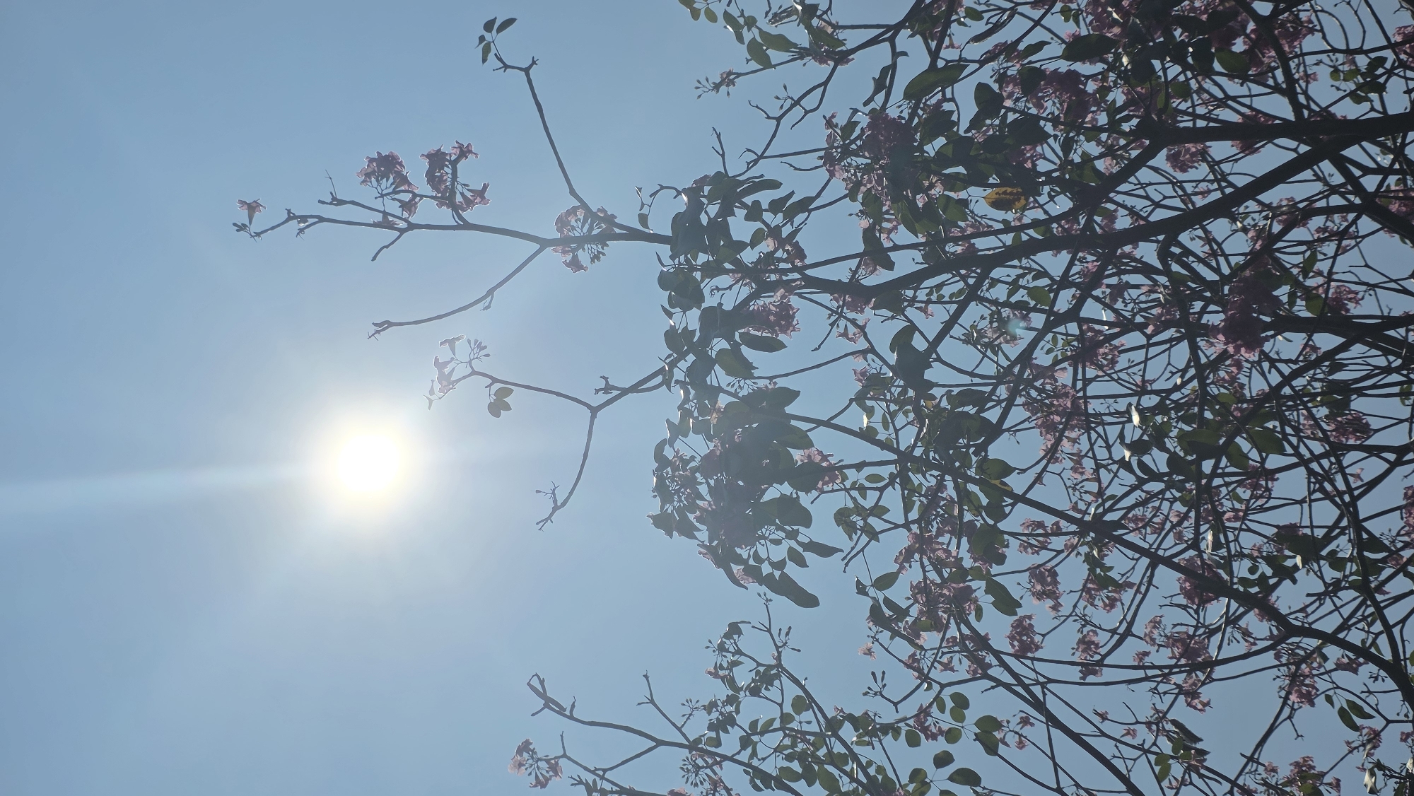 The image shows a view looking up into the sky in Nha Trang, Vietnam. The sky is clear and blue, with the sun visible in the lower left corner. Branches of a flowering tree are silhouetted against the sky, mainly on the right side. The tree has small pink flowers and some green leaves.