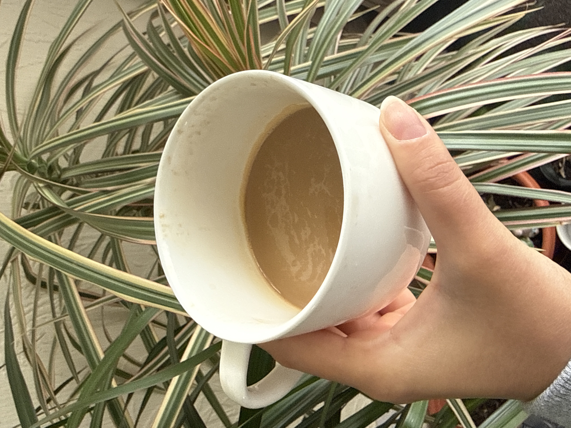 A close-up, eye-level shot features a person's fair-skinned hand holding a white ceramic mug, tilted to reveal a light brown beverage inside, likely coffee or tea with milk. The liquid's surface shows subtle patterns. The hand's thumb and index finger are visible, with neatly manicured, natural fingernails. A gray sleeve can be seen on the wrist.
The background is filled with a soft-focus plant featuring long, slender, variegated leaves with distinct green, pale yellow, and hints of pinkish stripes. The plant's foliage creates a vibrant, organic backdrop for the main subjects. The lighting is bright and natural, suggesting a daytime setting, possibly indoors or on a patio. The image conveys a simple, tranquil scene. No specific emotions are discernible, and no text is visible.