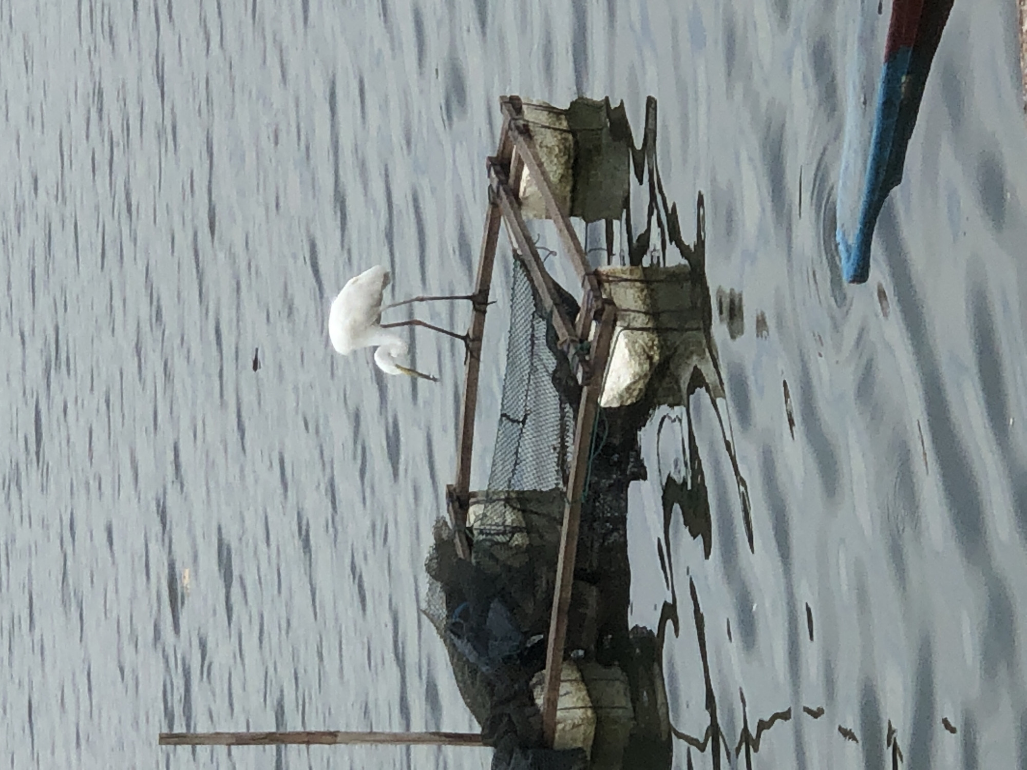 A white egret stands on a wooden structure floating on water in Lhokseumawe, Indonesia. The structure appears to be part of a fishing farm, with nets and buoys visible. The egret is bending its head down, possibly looking for food in the water. Another egret is partially visible in the background. The water is calm with ripples, and a portion of a blue and red oar is visible in the foreground. The sky is overcast, creating a muted light.