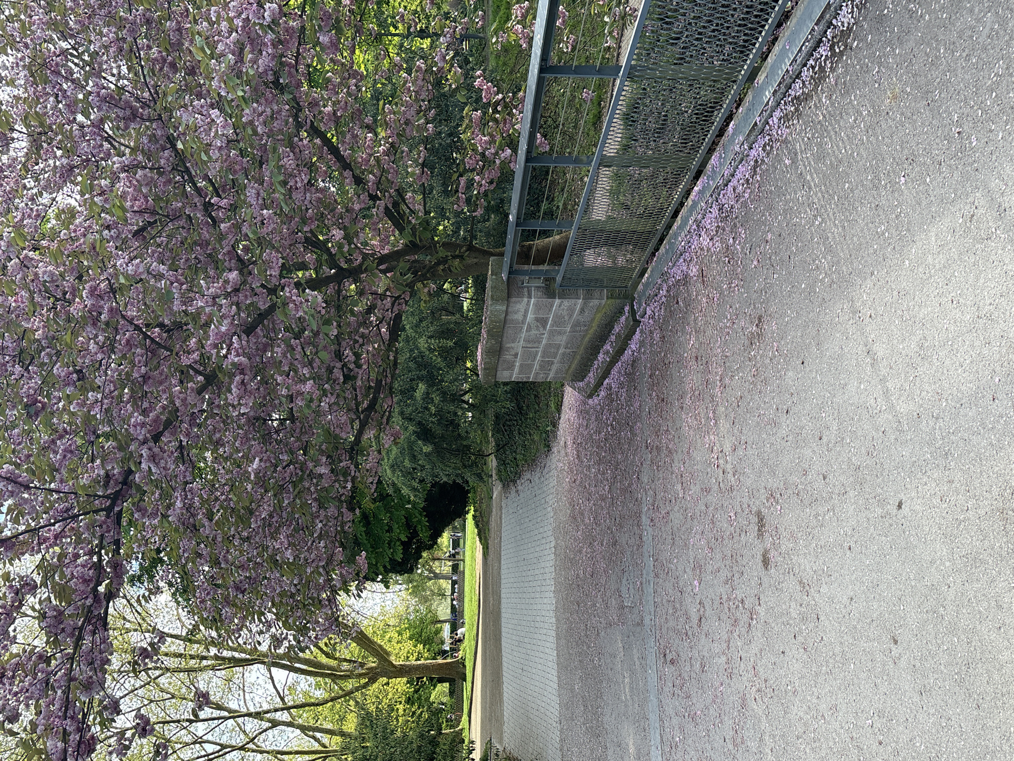 The image displays a serene park scene in Strasbourg, France, likely captured during springtime. A prominent, large tree adorned with abundant pink and purple blossoms dominates the left side of the frame, its flowering branches extending gracefully across the upper portion. Many of these delicate petals have fallen, scattering a carpet of pink across the gray paved path that stretches from the foreground towards the mid-ground on the right.
The path is composed of two distinct sections: an asphalt or gravel surface in the foreground, transitioning to a section of light gray paving stones further back. Along the right edge of the paved area, a sturdy metal railing or fence with a mesh pattern and a concrete base runs parallel to the path.
Beyond the immediate foreground, a lush landscape of various green trees and bushes forms the background, suggesting a verdant park environment. In the distance, through an opening in the foliage, several small figures, identifiable as people, can be observed sitting on benches or at tables on a grassy area, enjoying the outdoors. The scene is illuminated by bright, natural daylight, indicating a clear, sunny day, likely in the late morning or afternoon. The image conveys a peaceful atmosphere, highlighting the beauty of blooming nature. No visible text is present.