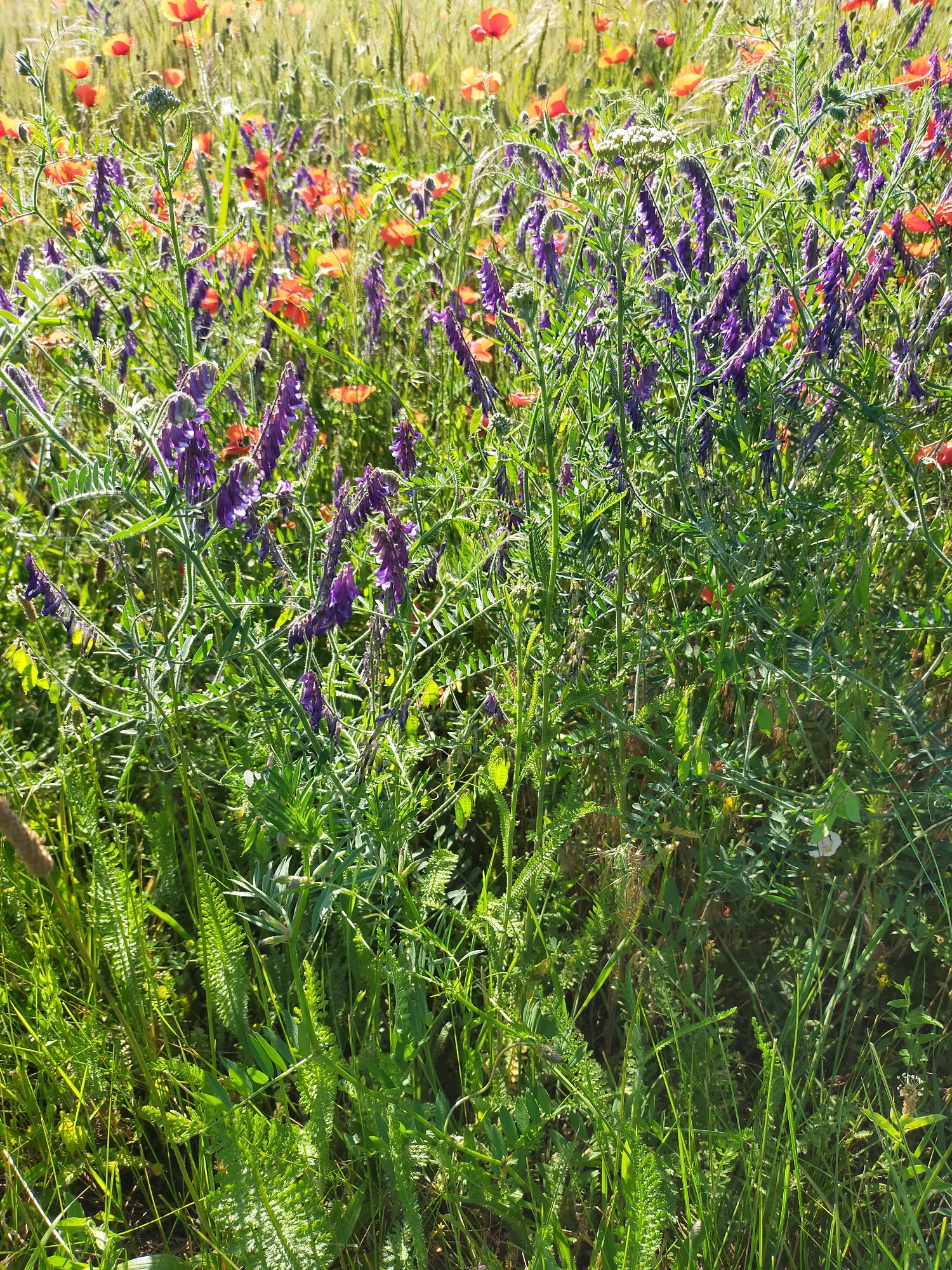 A close-up, eye-level shot captures a dense field of wildflowers bathed in bright, natural sunlight. The foreground is dominated by lush green foliage and stems, with some plants featuring feathery, fern-like leaves and others with more slender, grass-like blades. Interspersed throughout the greenery are clusters of vibrant purple flowers, some with elongated, trumpet-like petals, and others with smaller, delicate blooms. The background reveals a softer focus of more wildflowers, primarily small, bright red poppies scattered amongst tall, golden-green stalks of grain or grass. The scene is a natural, untamed landscape, likely a meadow or a wild garden, with no signs of human presence or urban elements. The overall impression is one of abundant and colorful plant life in a sunlit, outdoor setting.