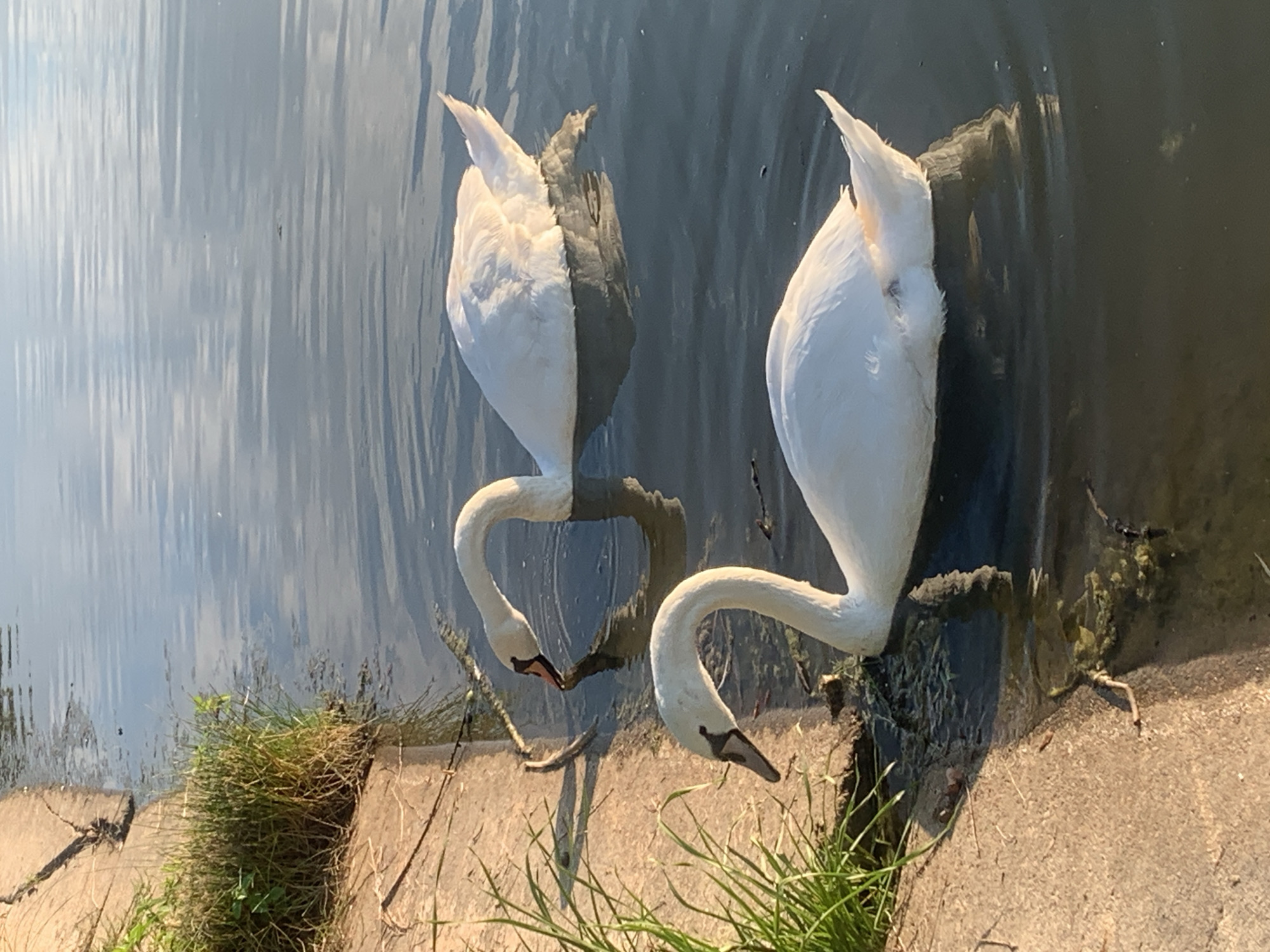 Two white swans are swimming in a body of water next to a concrete embankment with grass growing on it. The swan in the foreground is closer to the embankment and has its head lowered towards the water. The swan in the background is further from the embankment and has its head extended into the water as if drinking or feeding. The water is calm with reflections of the sky and the swans visible. The embankment appears to be made of concrete blocks and there is some vegetation, including tall green grass, growing along its edge. The lighting suggests it is either early morning or late afternoon. The scene is of a natural or park-like setting within the city of Kolomyia, Ukraine.
