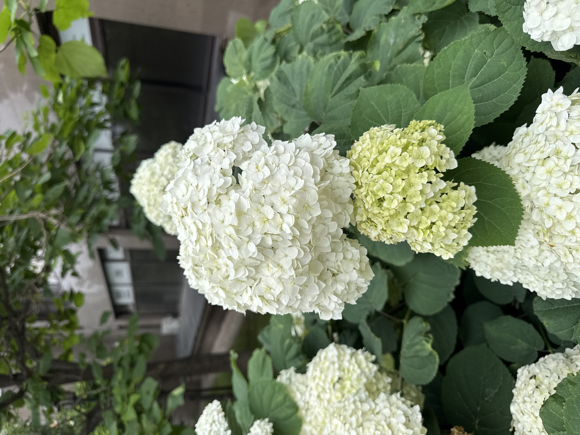 The image displays a cluster of white hydrangeas in bloom, with some of the florets showing a hint of pale green. The hydrangeas are a prominent feature, with their large, spherical flower heads composed of numerous small individual flowers. Lush green hydrangea leaves are visible, surrounding and supporting the blooms. In the background, out of focus, there is a building with windows and trees with green foliage. The scene appears to be outdoors, possibly in a garden or park setting within the city of Almaty, Kazakhstan, given the architectural style of the building and the general vegetation. No people are present in the image. The lighting suggests it might be daytime, with diffused light creating soft shadows.