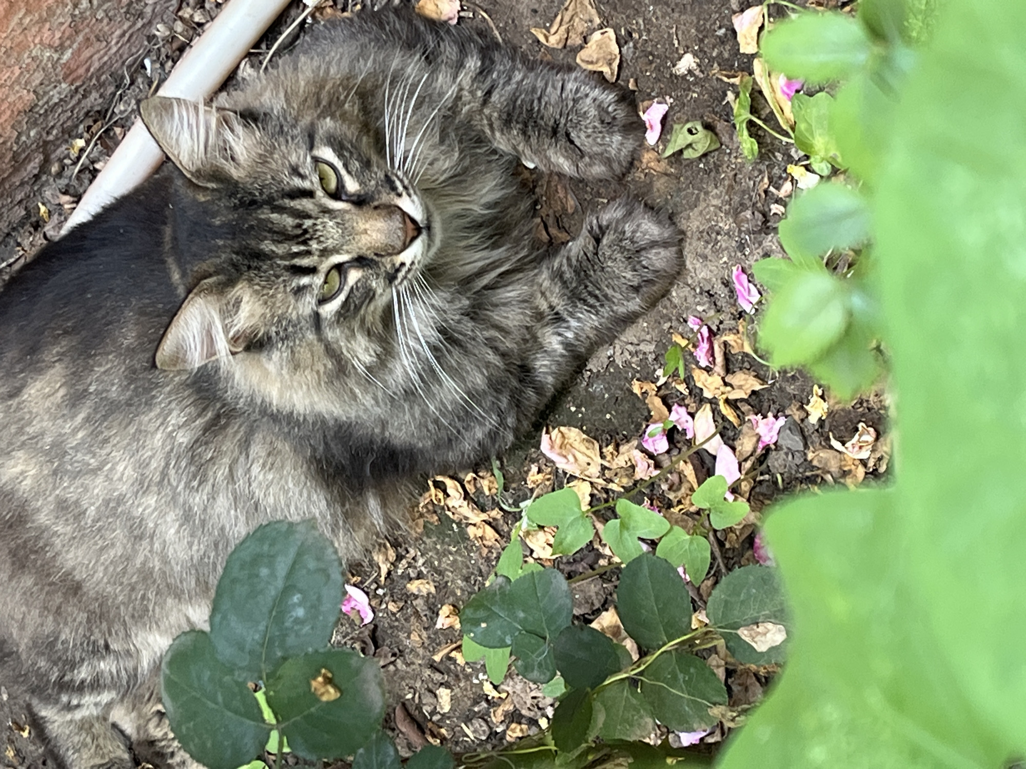 A gray tabby cat with white whiskers lies on its back in the dirt. The cat's fur is long and fluffy, with dark stripes and lighter gray underparts. Its paws are resting on its chest, and its eyes are open, looking upwards. Small pink petals are scattered around the cat and on the surrounding dry leaves and dirt. To the left of the cat, a white pipe runs diagonally across the frame. To the right, out-of-focus green leaves obscure a portion of the scene. The lighting suggests it is daytime, and the environment appears to be outdoors, likely a garden or wooded area. The cat seems relaxed and comfortable in its surroundings.