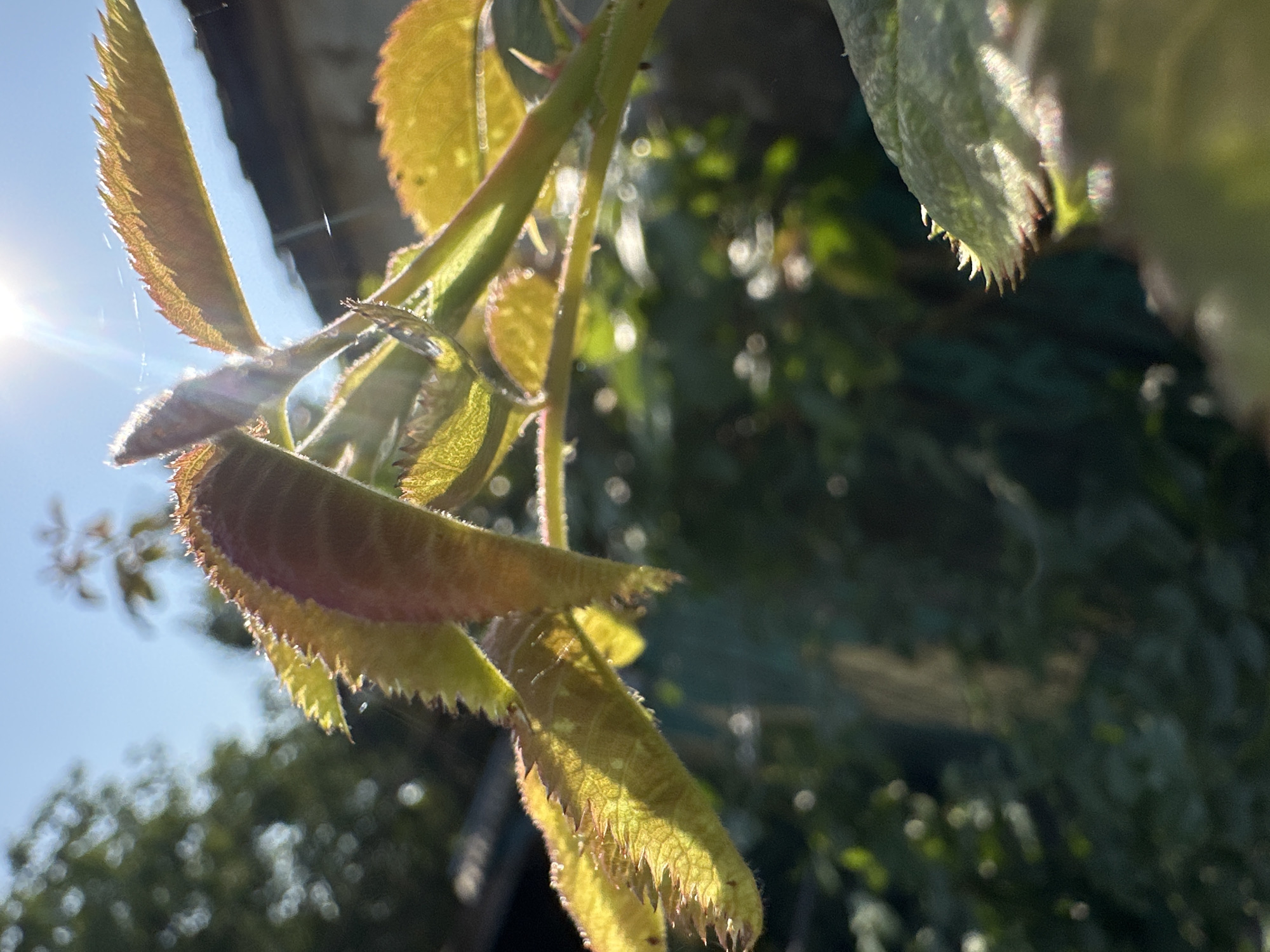 A low-angle close-up shot focuses on the serrated edges of reddish-brown and yellow leaves of a plant, possibly a rose bush, catching the bright sunlight. A thin strand of spiderweb is visible, also illuminated by the sun. The background is softly blurred, showing a dark green foliage of a garden and a bright blue sky with the sun's glare. The presence of a dark, flat structure, possibly a roof or wall, is visible in the upper right corner. This scene is located in Lobacheve, Ukraine.