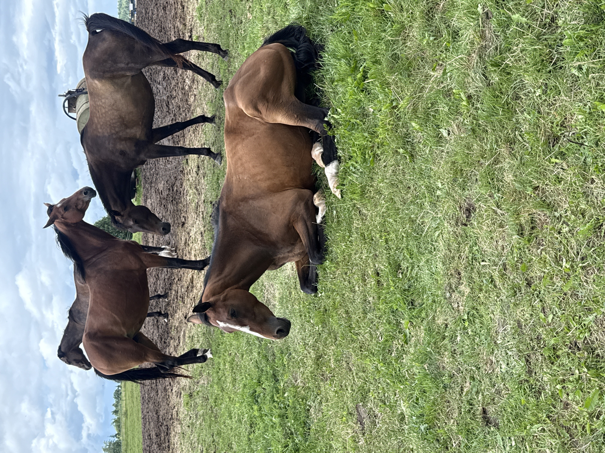 The image depicts a group of horses in a grassy outdoor area with a muddy patch in the background. One horse is lying down in the foreground on the grass, resting on its side. It is a bay horse with a white blaze on its forehead and white markings on its lower legs. Several other horses are standing in the muddy area behind it. One of these is a brown horse with a black mane and tail. Another is a darker brown horse with dappled markings on its body. In the far background, a large, light-colored cylindrical object, possibly a water tank or storage barrel, is visible. The sky is overcast with clouds. The scene appears to be in a rural setting, likely a farm or pasture. The location is identified as Galinė, Lithuania.