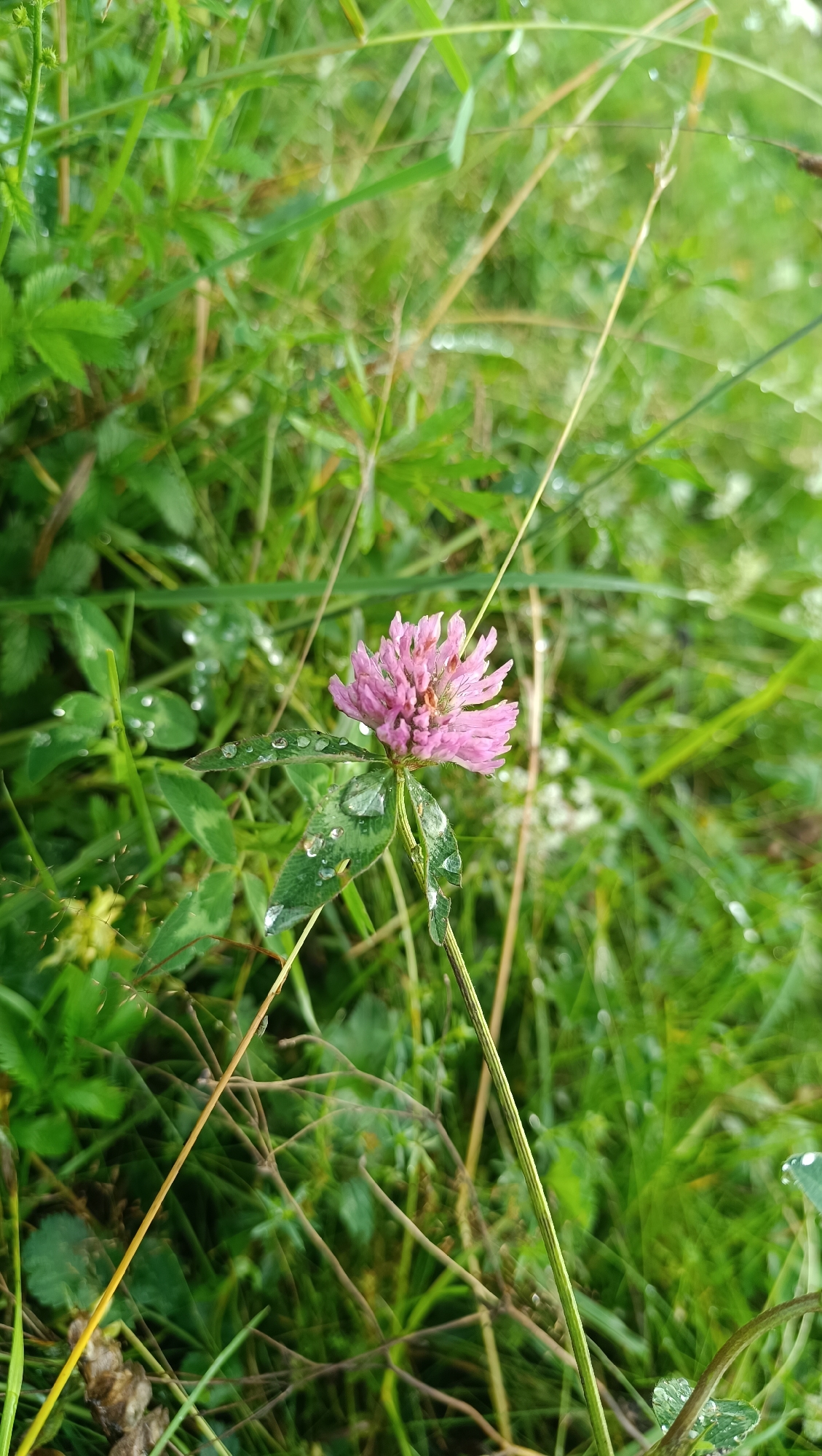 This is a close-up, eye-level, vertical, outdoor photograph of a single, pink clover flower in a field of green grass. The flower is in sharp focus, with its petals fanned out and a cluster of smaller florets in the center. The leaves of the clover plant are visible below the flower, and several large, clear water droplets are clinging to them, suggesting recent rain or dew. The background is a blur of green grass and some dry stalks, indicating a natural, uncultivated setting. The image does not depict any people or buildings, and therefore no specific location within the city of Karsha, Russia, can be determined.