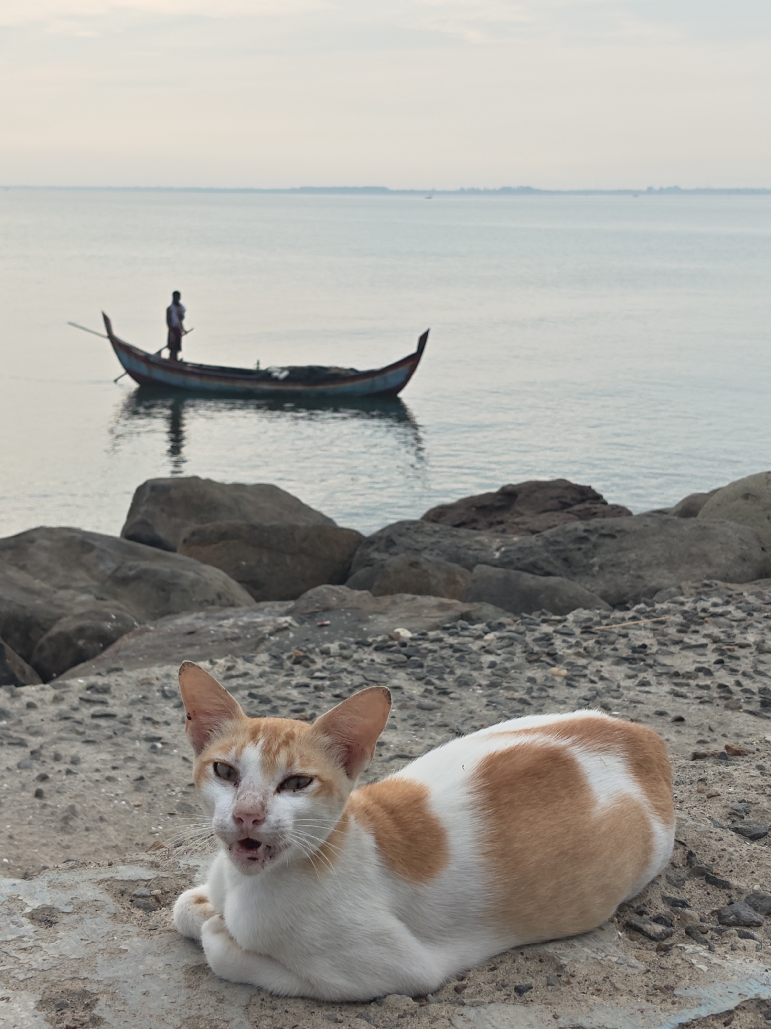 A domestic cat, primarily white with orange patches, is lying on a concrete and gravel surface in the foreground. The cat is looking towards the viewer with its mouth slightly open, revealing its teeth and gums. Its fur appears somewhat matted around its face. Behind the cat, a rocky shoreline is visible, with large, dark rocks scattered along the edge of the water. In the middle ground, a traditional fishing boat with a person standing in it is on the calm sea. The boat has a distinctive curved hull. The background shows a wide expanse of the sea under an overcast sky. The overall setting suggests a coastal area. This scene is likely located in a coastal area of Lhokseumawe, Indonesia, given the presence of traditional fishing boats and the coastal environment.