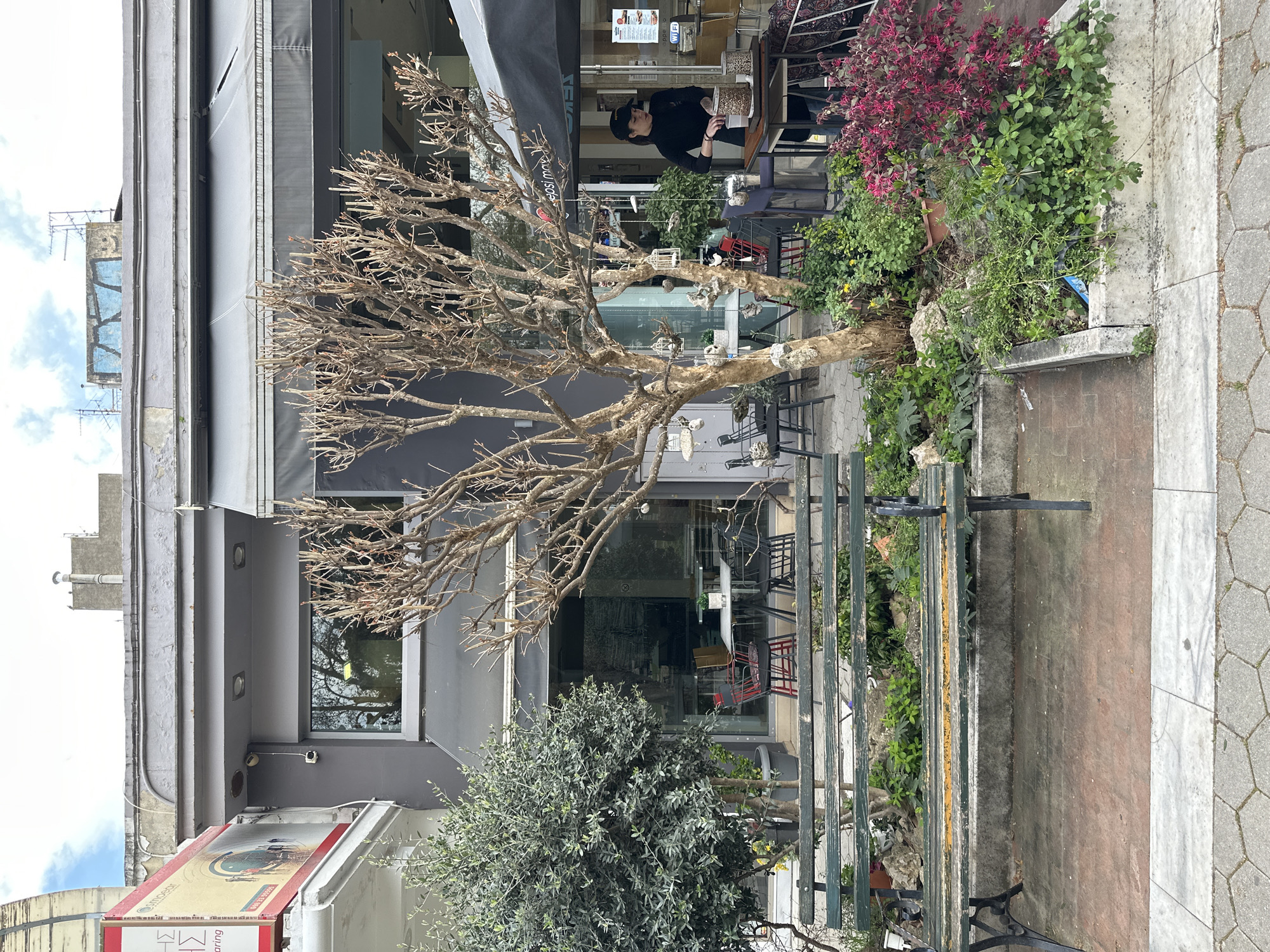 This is an outdoor scene in the city of Serres, Greece. The primary focus is on a storefront featuring a leafless tree adorned with decorative birdcages. A woman in a black shirt and cap stands behind the tree, interacting with something on a table inside the establishment, suggesting she is an employee. The storefront has a gray facade with awnings. There is a green bench located in front of the establishment and beside the tree. The surrounding area includes other plants and greenery. A partial view of a building on the left side shows architectural elements and signage. The overall impression is that of a European cafe or shop during the off-season, with a unique decorative touch.