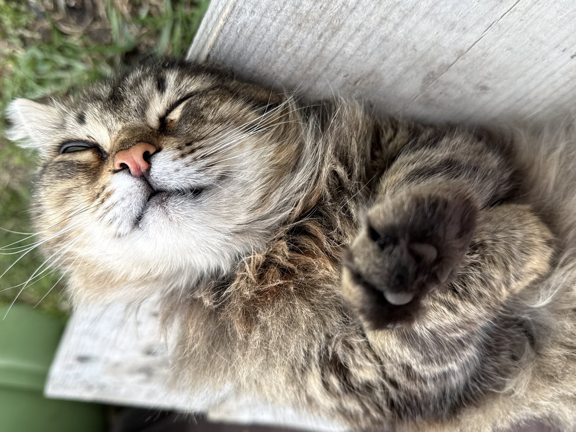 A medium-shot image captures a fluffy cat lying on a weathered wooden surface. The cat is a mix of brown and grey, with a pink nose and closed eyes. Its paws are curled up near its face. Patches of green grass can be seen in the upper left corner of the image. The location of the photo is specified as Tyulyuk, Russia.