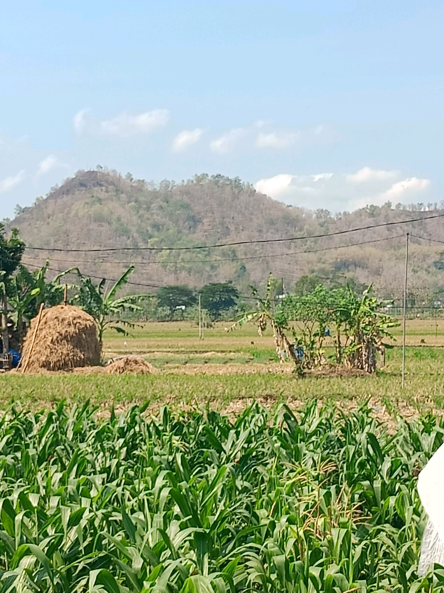 The image depicts a rural landscape with agricultural fields and a hilly backdrop. In the foreground, a lush field of green corn stalks dominates the scene. Behind the corn, a thatched haystack stands prominently, with banana trees and other vegetation to its left. Further in the background, more agricultural fields stretch towards a line of trees, and beyond that, rolling hills with sparse vegetation rise under a clear blue sky with scattered clouds. The overall impression is one of agricultural activity in a natural, hilly environment. The image's setting in the city of Trenggalek, Indonesia, suggests a tropical or subtropical climate, which is consistent with the presence of corn and banana plants. The scene appears to be a typical rural vista in such a region.