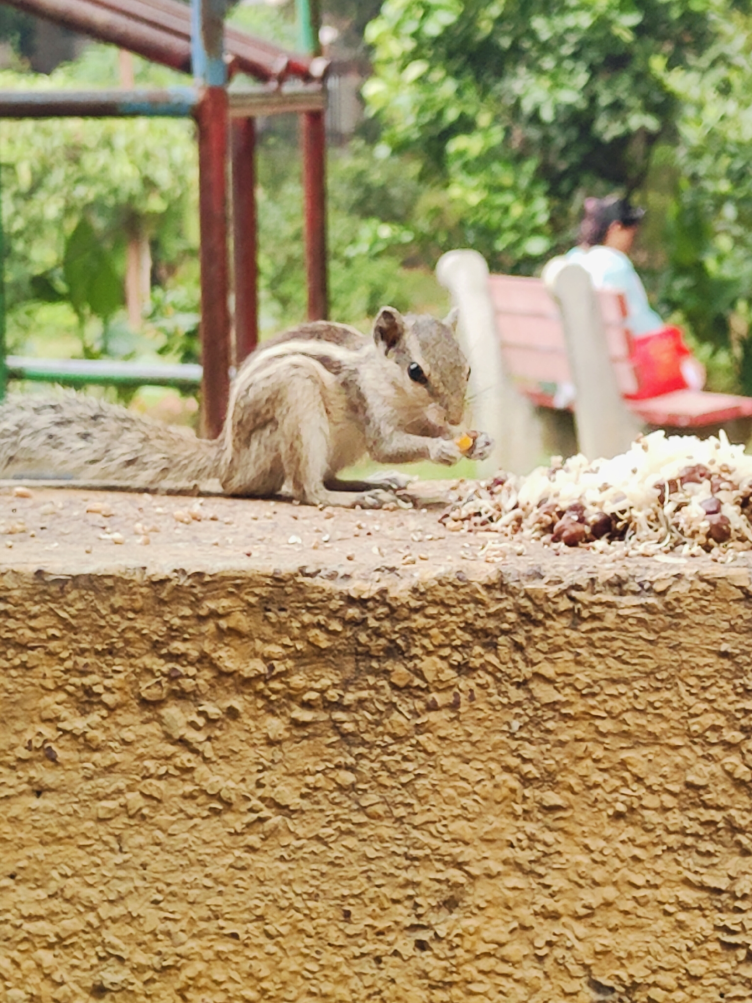 A squirrel is eating from a pile of food on a textured, beige wall. The squirrel is facing left, with its front paws holding a small, orange piece of food. Its tail is long and bushy, extending to the left. In the background, there is a blurred park-like setting with green trees and a red and white bench. A person wearing a light blue shirt and red shorts is sitting on the bench, facing away from the camera. There is also a metal structure, possibly part of playground equipment, with red and blue bars in the upper left corner of the image. The lighting suggests it is daytime. The location is not specified in the image or metadata.
