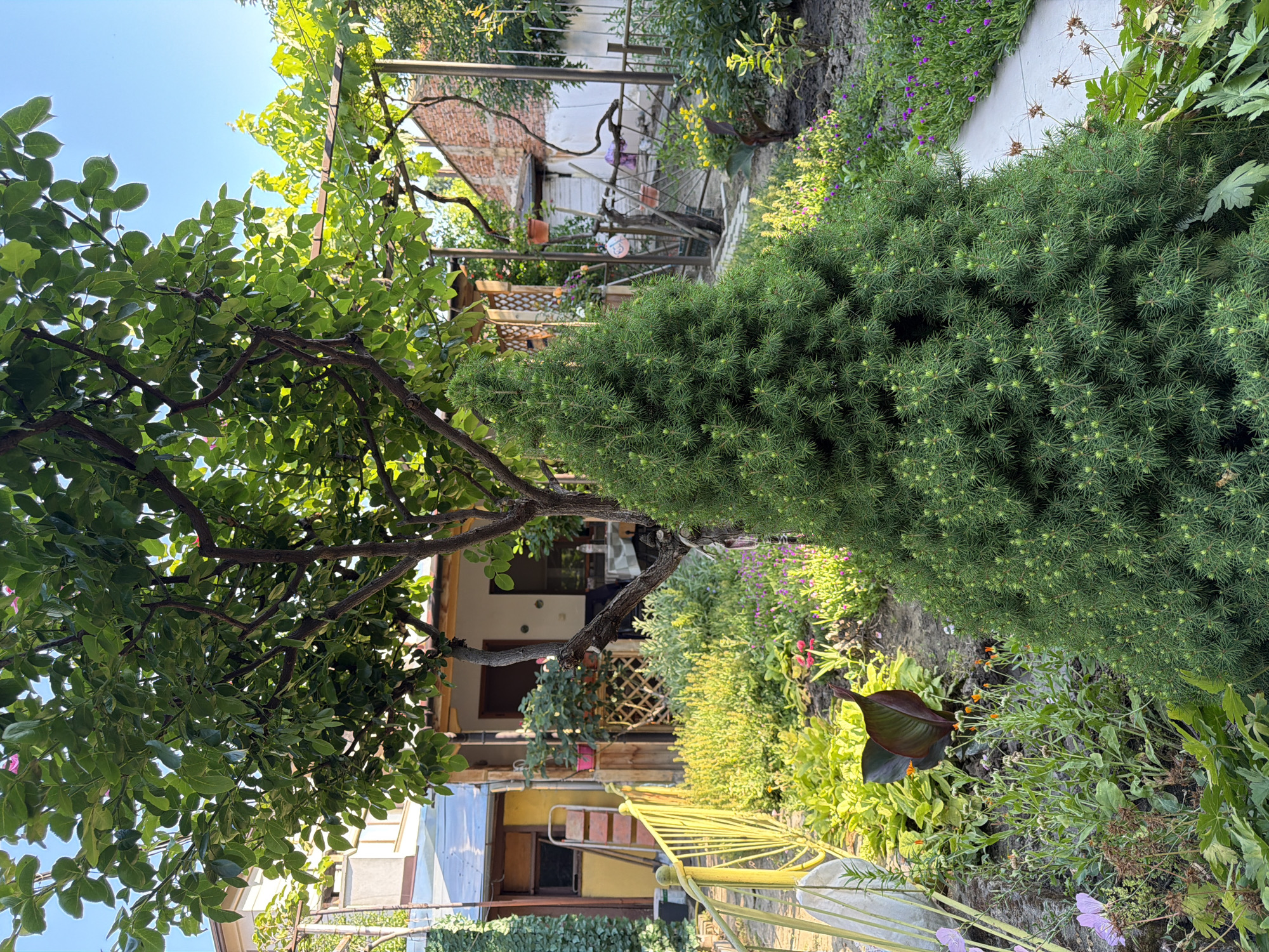 The image depicts a backyard garden scene, likely located in Pazardzhik, Bulgaria, as indicated by the provided context. In the foreground, a conical evergreen tree, possibly a dwarf spruce, dominates the right side of the frame. To its left, a vibrant garden bed is filled with various plants, including large, dark-leaved plants, smaller flowering plants with purple and pink blooms, and some sparse, dry foliage. A light-colored, winding pathway is visible to the right of the evergreen tree, leading further into the garden.
In the midground, a mature tree with a dark trunk and a canopy of green leaves is positioned centrally, partially obscuring a small, weathered building with a yellow facade and a dark roof. A red ladder leans against the side of this building. Behind the building, a trellis structure with green vines is visible, and further back, a brick wall can be seen. A metal fence runs along the right side of the property, separating the garden from a more distant area.
The overall environment suggests a sunny day, with clear blue skies visible in the upper portions of the image. The garden appears to be well-maintained, with a variety of plant life contributing to a lush and natural atmosphere. No people or animals are present in the image.