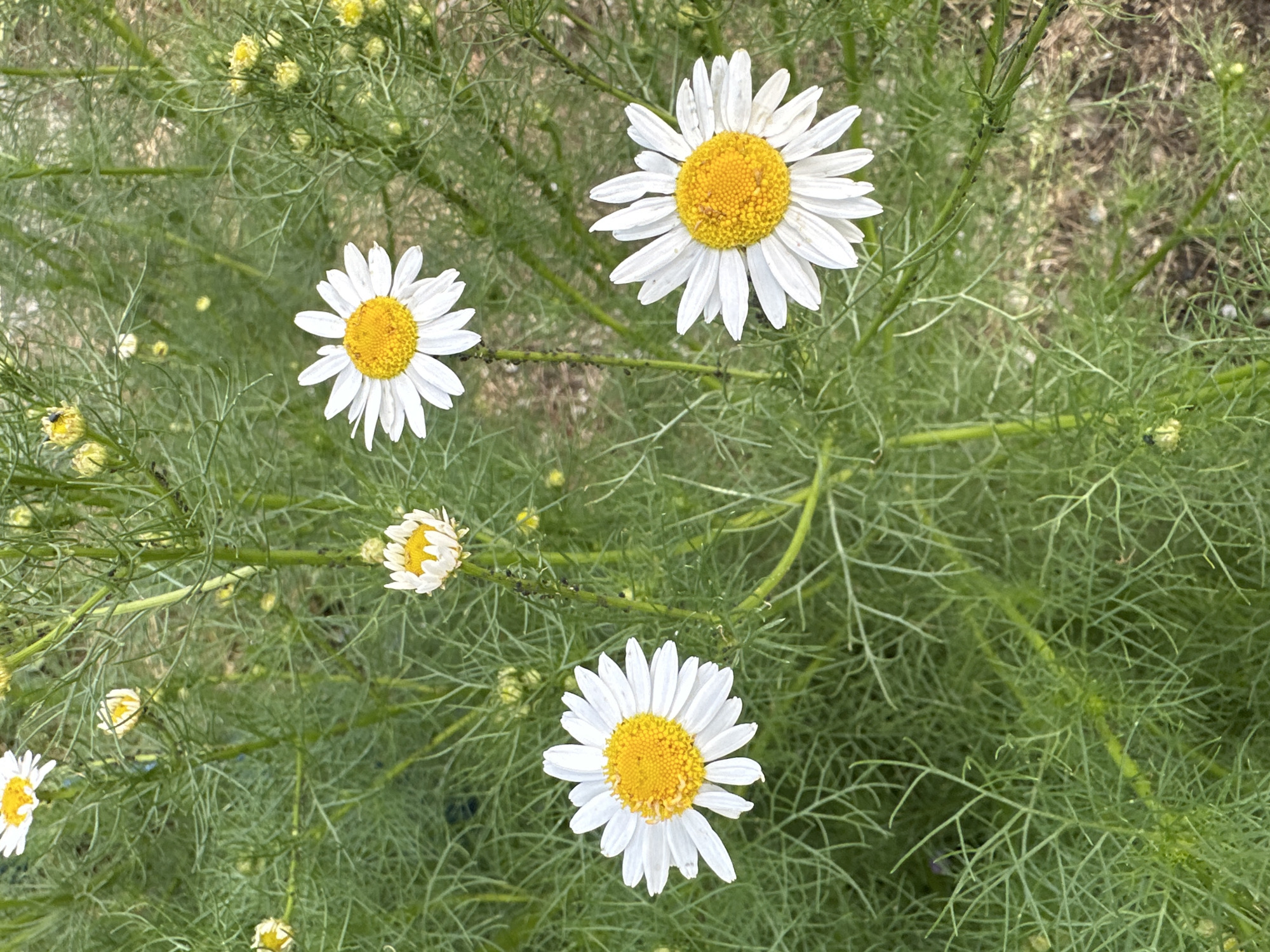 This media file is a close-up, top-down shot of several daisies blooming in a field of feathery green foliage. The daisies have white petals and bright yellow centers. Some are in full bloom, while others are still developing or are partially closed. The background is dominated by the dense, green, fern-like leaves of the plants, with hints of dry earth or straw visible in some areas, suggesting a natural outdoor setting. The lighting appears to be natural daylight, likely during the daytime, given the brightness and clear visibility of the flowers. There are no people or animals visible in the frame, and no text is present. The scene evokes a sense of natural beauty and the simple charm of a summer garden or meadow.