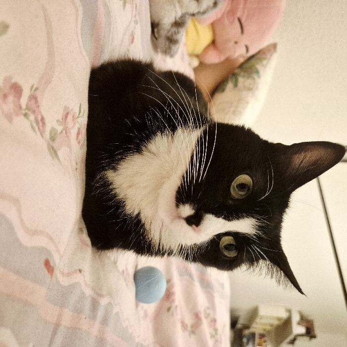 A black and white cat lies on a pink floral patterned bedspread with a light blue ball nearby. The cat has striking green eyes and long white whiskers, staring directly at the viewer. Above the cat, out of focus, are a grey and a pink plush toy. The background is partially blurred, hinting at furniture and a mirror. The image has a cozy, slightly tilted perspective.