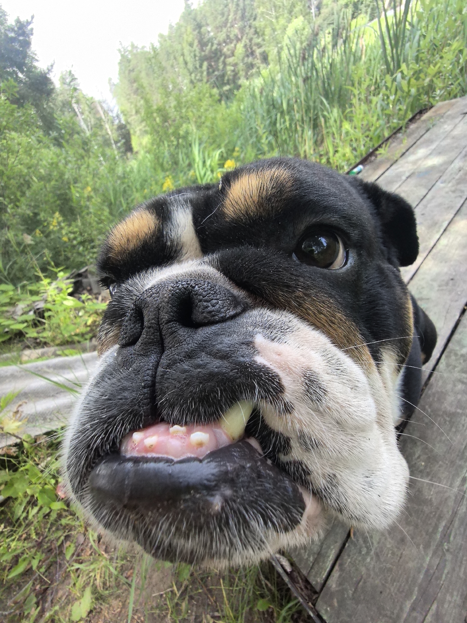 The image is a close-up, low-angle shot of a brindle bulldog puppy outdoors. The puppy's face fills the majority of the frame, with its snout and mouth prominently featured. It appears to be holding a light-colored object, possibly a treat or a piece of food, in its mouth, with its teeth visible against its pink gums. The puppy has dark, expressive eyes and distinctive brindle markings on its forehead, cheeks, and ears, contrasting with its white muzzle and chest.
The setting is natural and appears to be a rustic outdoor environment. To the left of the puppy, there is lush green foliage, including grasses and taller plants, with a hint of yellow wildflowers. A weathered wooden surface, likely a deck or planks, occupies the right side and bottom of the frame, suggesting the puppy is on a wooden structure outdoors. In the background, out of focus, are more trees and tall reeds or grass, indicating a semi-wild or garden setting. The lighting suggests it is daytime, possibly late morning or afternoon, with natural light illuminating the scene. There are no visible people or text in the image. The puppy's direct gaze and open mouth create an engaging and playful impression. The overall mood is informal and captures a candid moment with the animal.