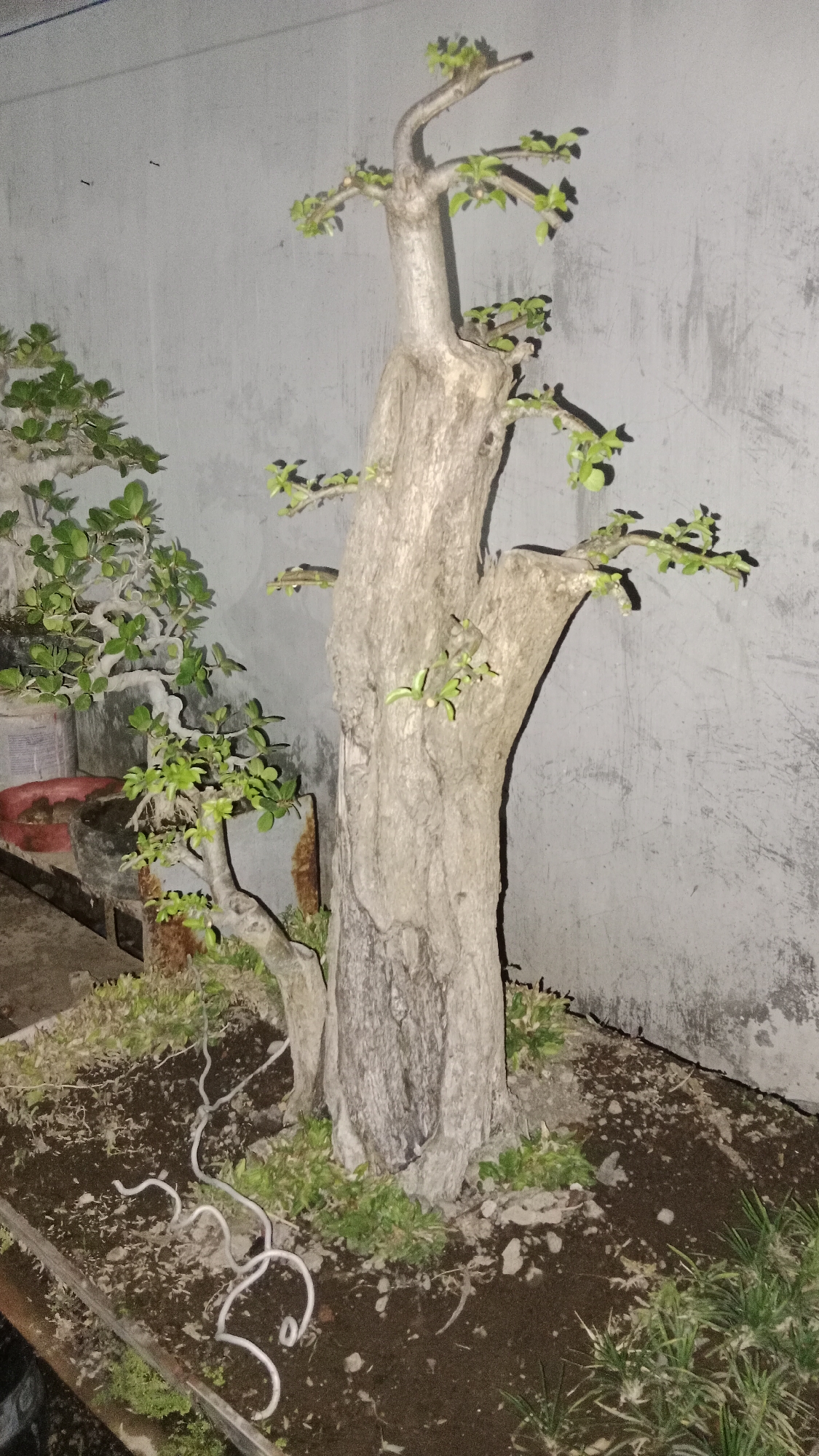 A weathered, grey concrete wall serves as the backdrop for a bonsai tree. The bonsai, with its thick, gnarled trunk and delicate branches adorned with small green leaves, stands in the foreground. The tree's roots are exposed and wired, creating an artistic, sculptural effect. The ground around the bonsai is covered in dark soil, scattered with small stones and patches of green grass. To the left of the main bonsai, another smaller bonsai is partially visible, with a dense canopy of green leaves. The scene is lit by an artificial light source, casting subtle shadows and highlighting the textures of the tree trunk and the wall. The location is identified as Pondok Kelor, Indonesia, suggesting an outdoor setting, possibly a garden or a specialized nursery.